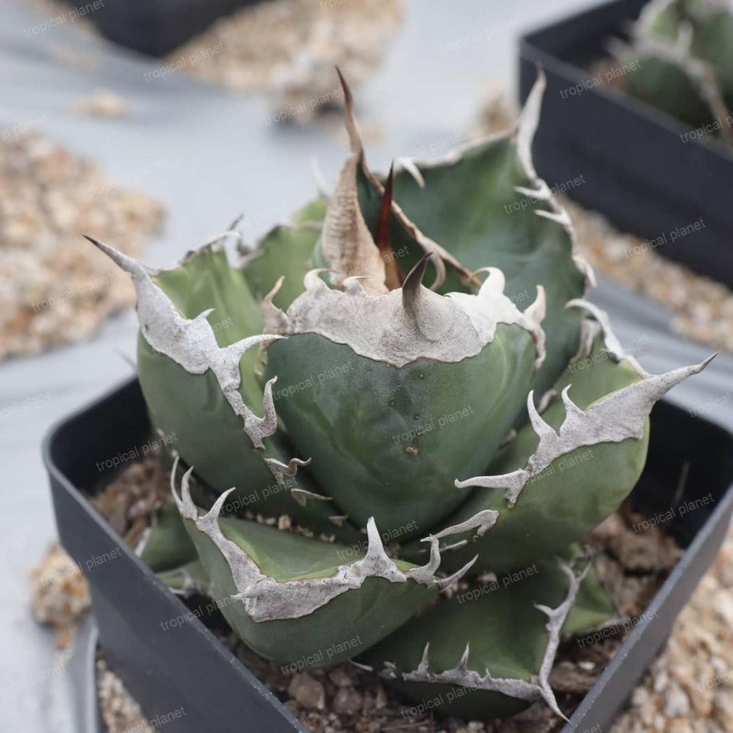 Agave titanota 'Sad' - 1:1 full-frame product photo