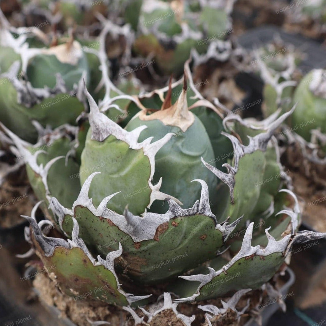 Wholesale Agave titanota 'White Whale' | Tropical Planet