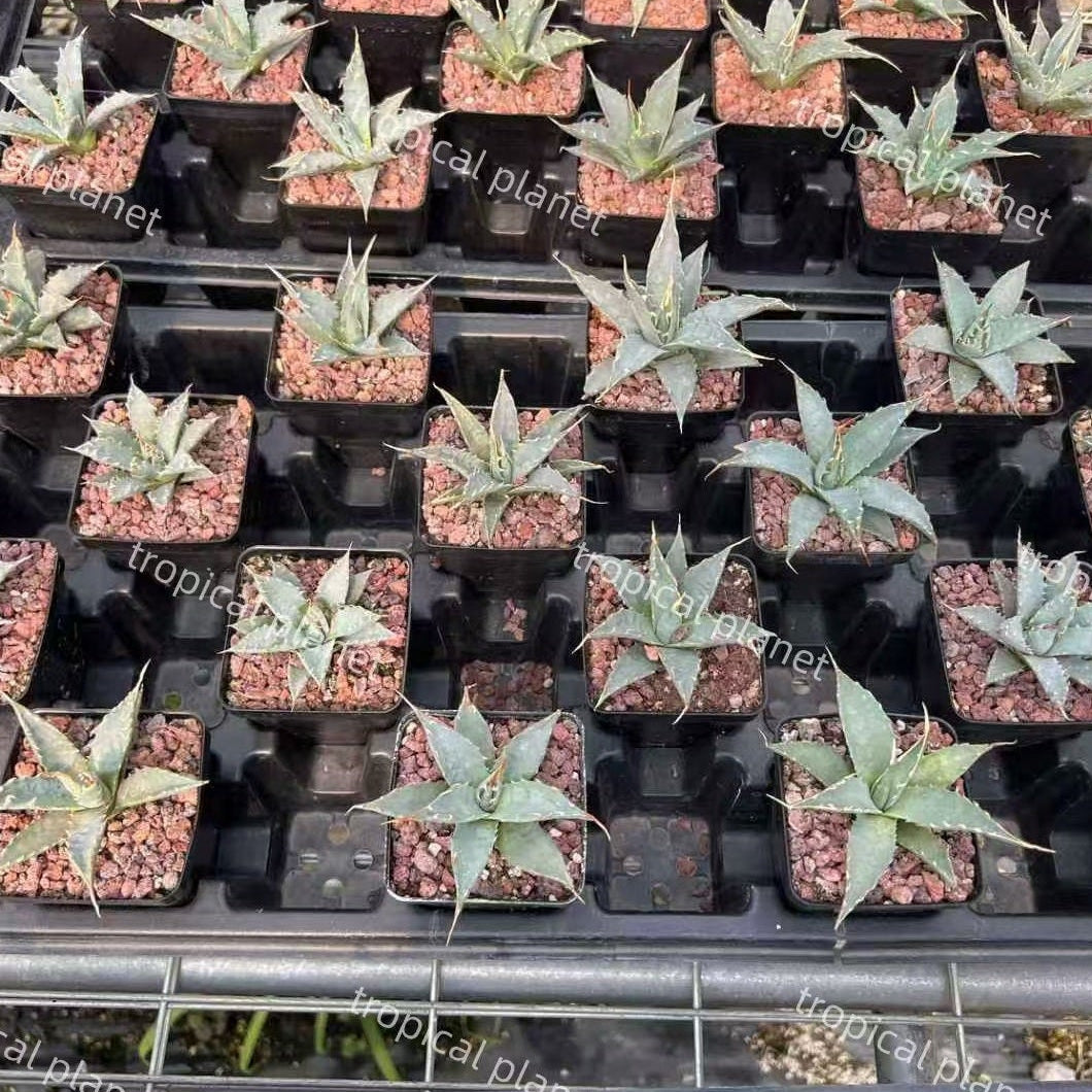 Agave utahensis var. nevadensis - 1:1 full-frame product photo
