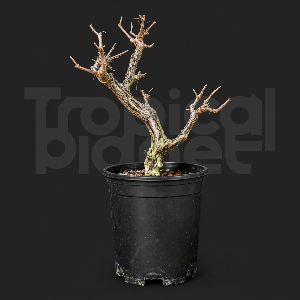 Commiphora obicularis - Tropical Planet product image
