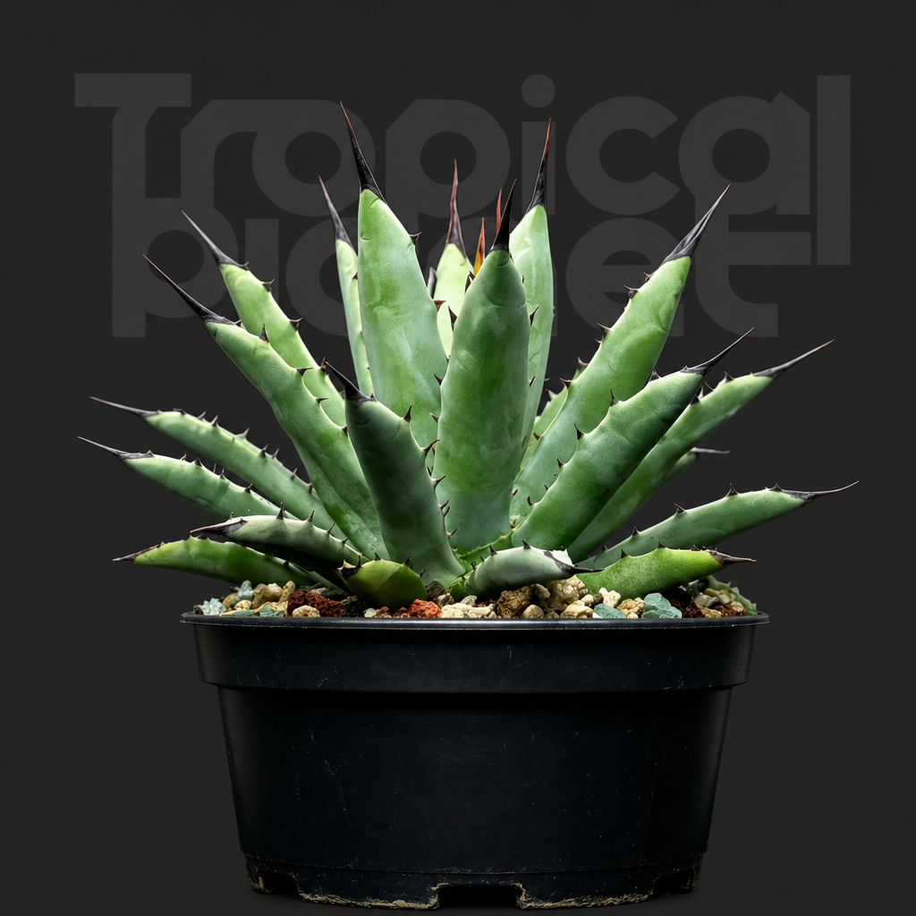 Agave macroacantha - Tropical Planet product image