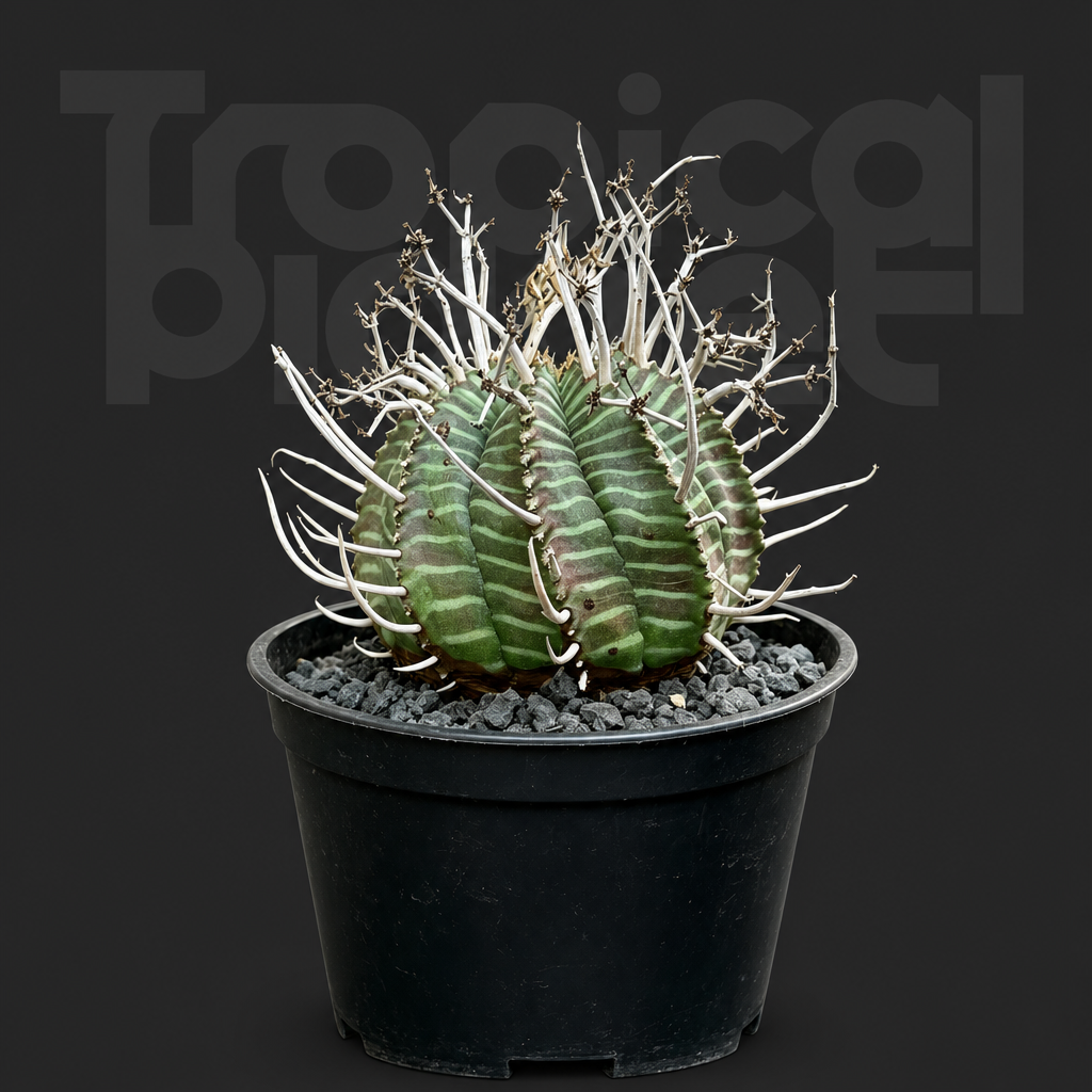Euphorbia valida - Tropical Planet product image