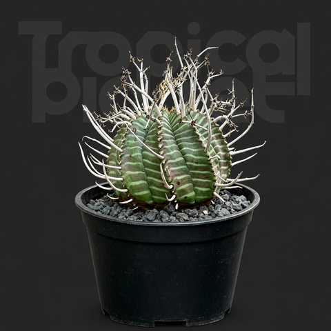 Euphorbia valida