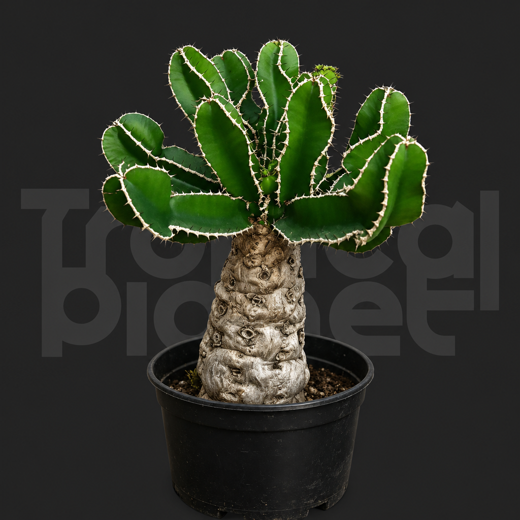 Euphorbia mlanjeana - Tropical Planet product image