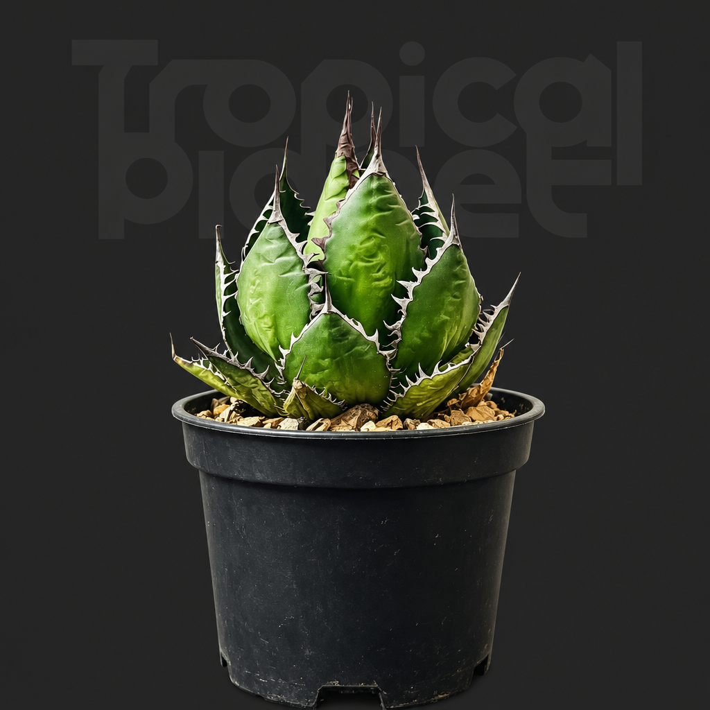 Agave horrida - Tropical Planet product image