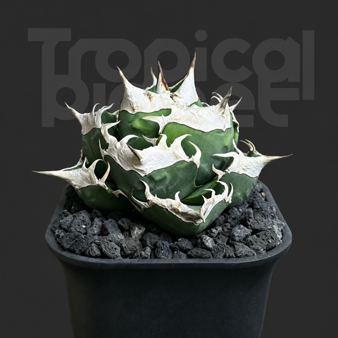 Agave titanota 'Sad'