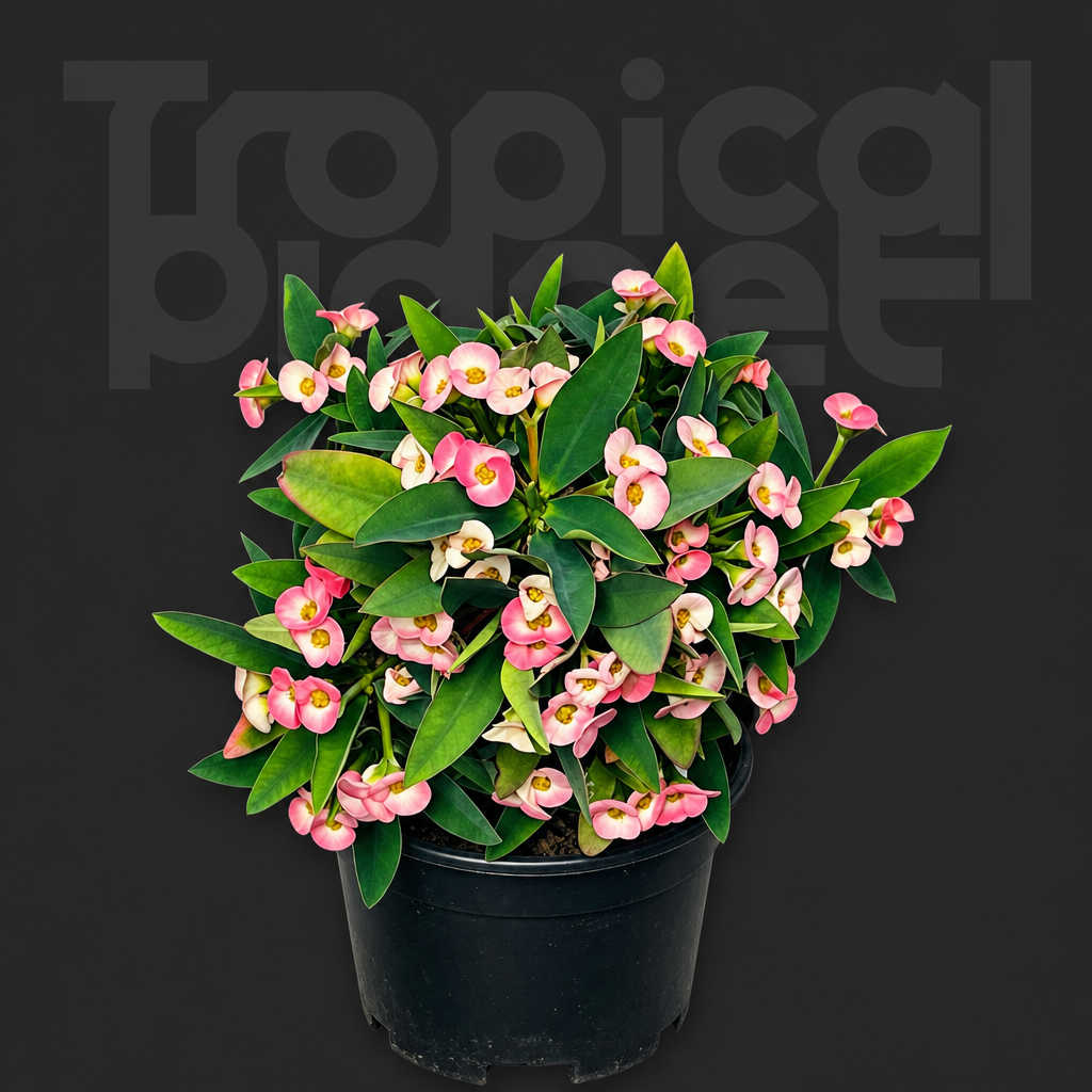 Euphorbia parvimedusae hyb. - Tropical Planet product image