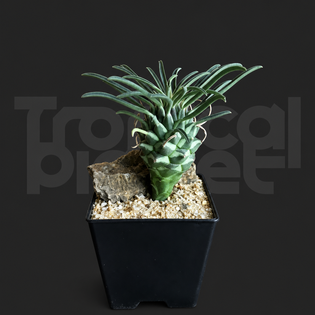 Euphorbia clandestina - Tropical Planet product image