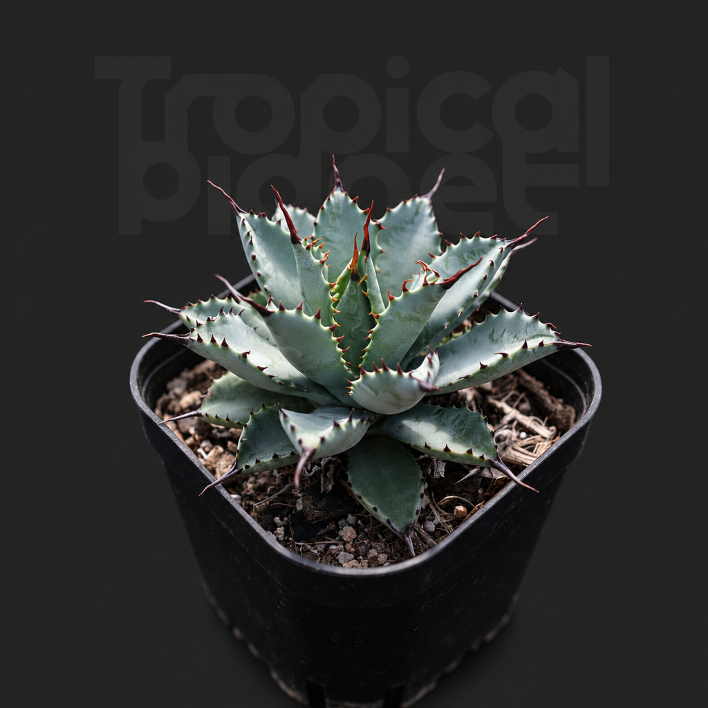 Agave macroacantha × potatorum - Tropical Planet product image