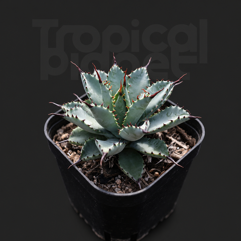 Agave macroacantha × potatorum
