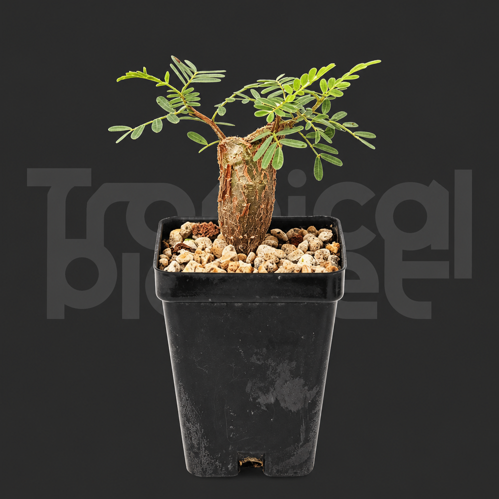 Senna meridionalis - Tropical Planet product image