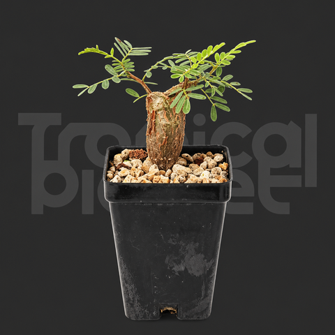 Senna meridionalis