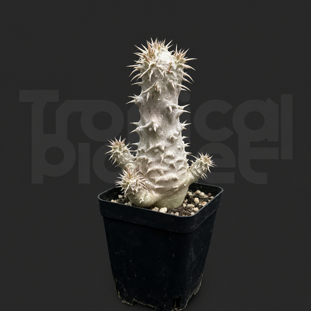 Pachypodium densiflorum - Tropical Planet product image