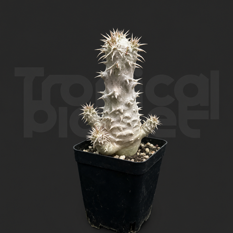 Pachypodium densiflorum