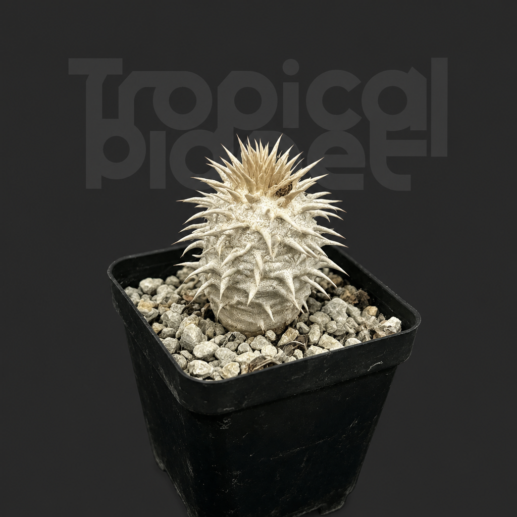 Pachypodium eburneum - Tropical Planet product image
