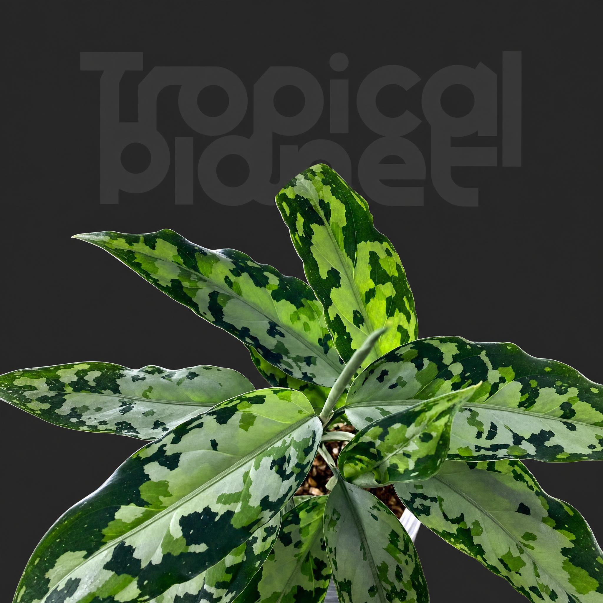 Aglaonema Mojo red