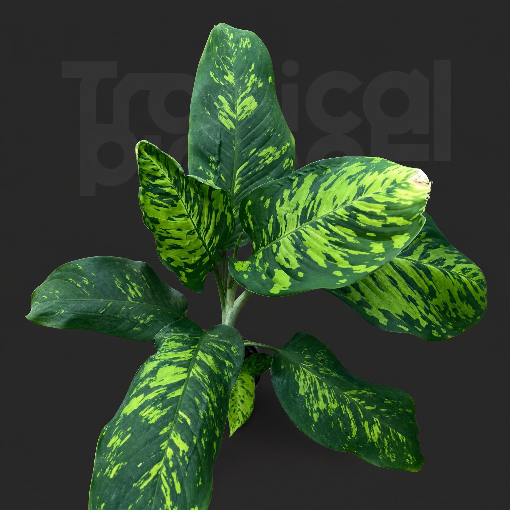 Aglaonema pictum cv. 'Tricolor'