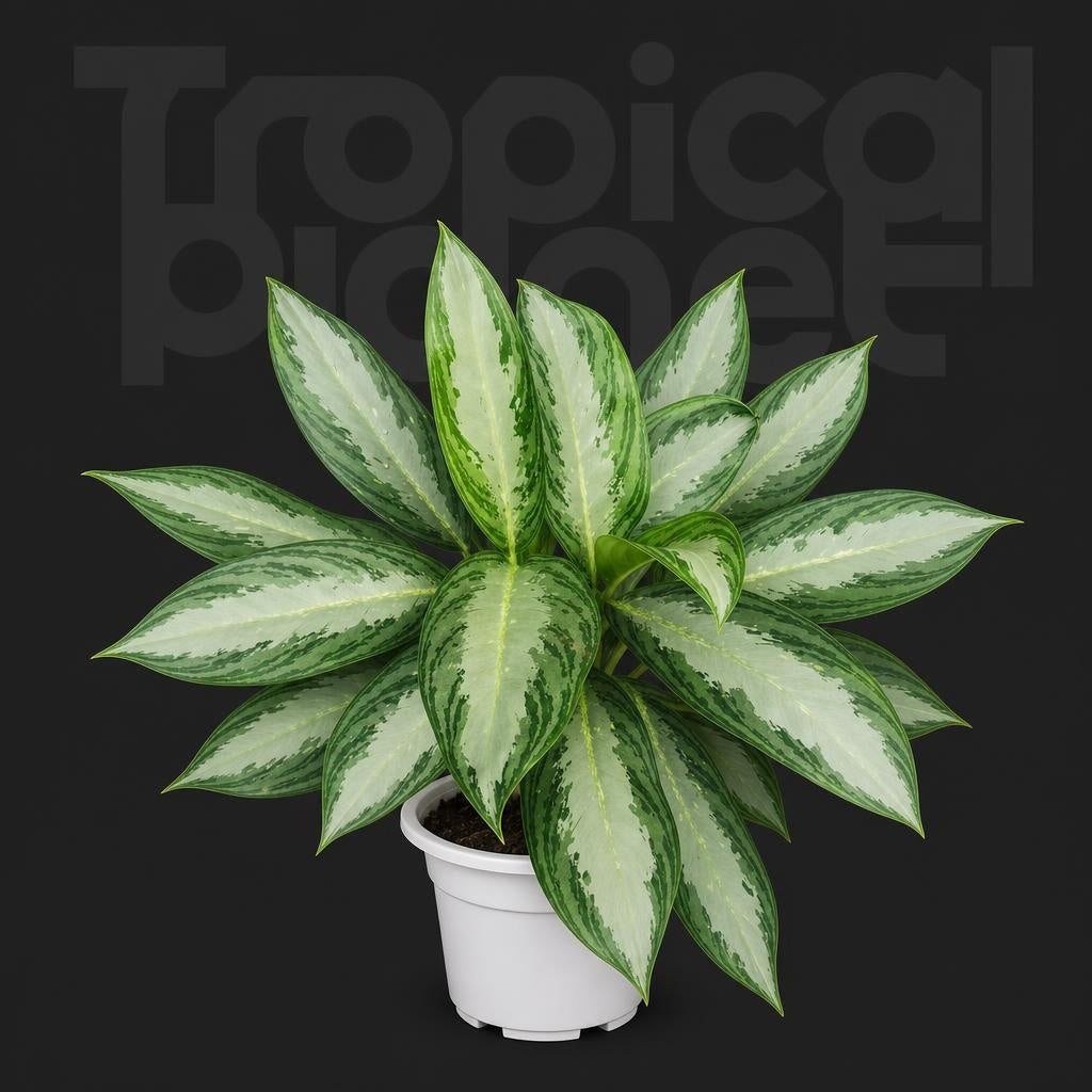 Aglaonema 'Pattaya Beauty'/ Aglaonema Silver Queen