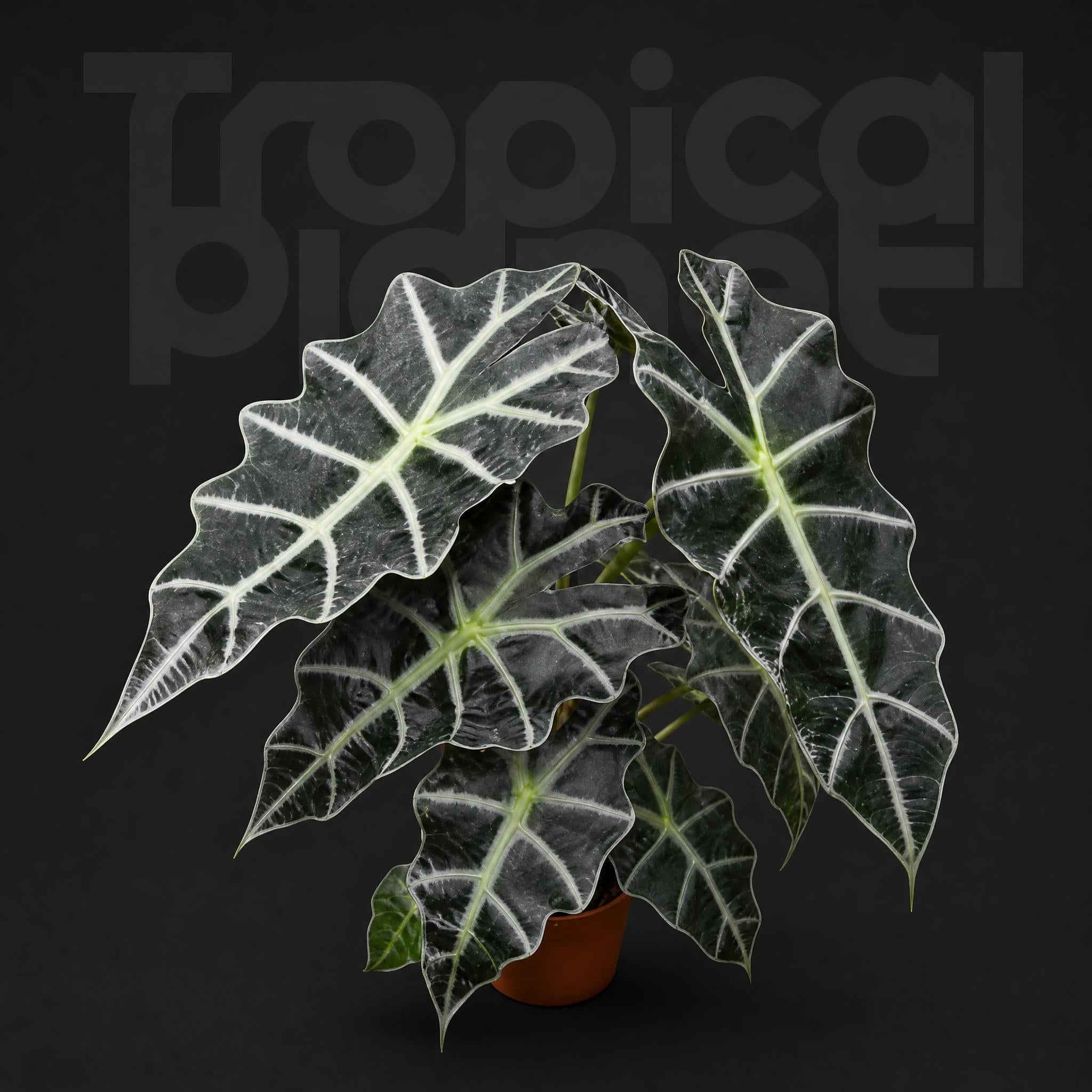 / Alocasia Amazonica Polly