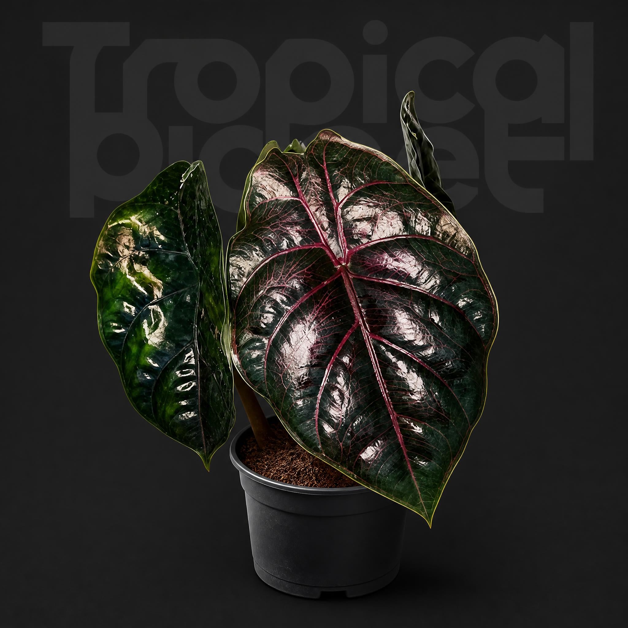 Alocasia Azlanii