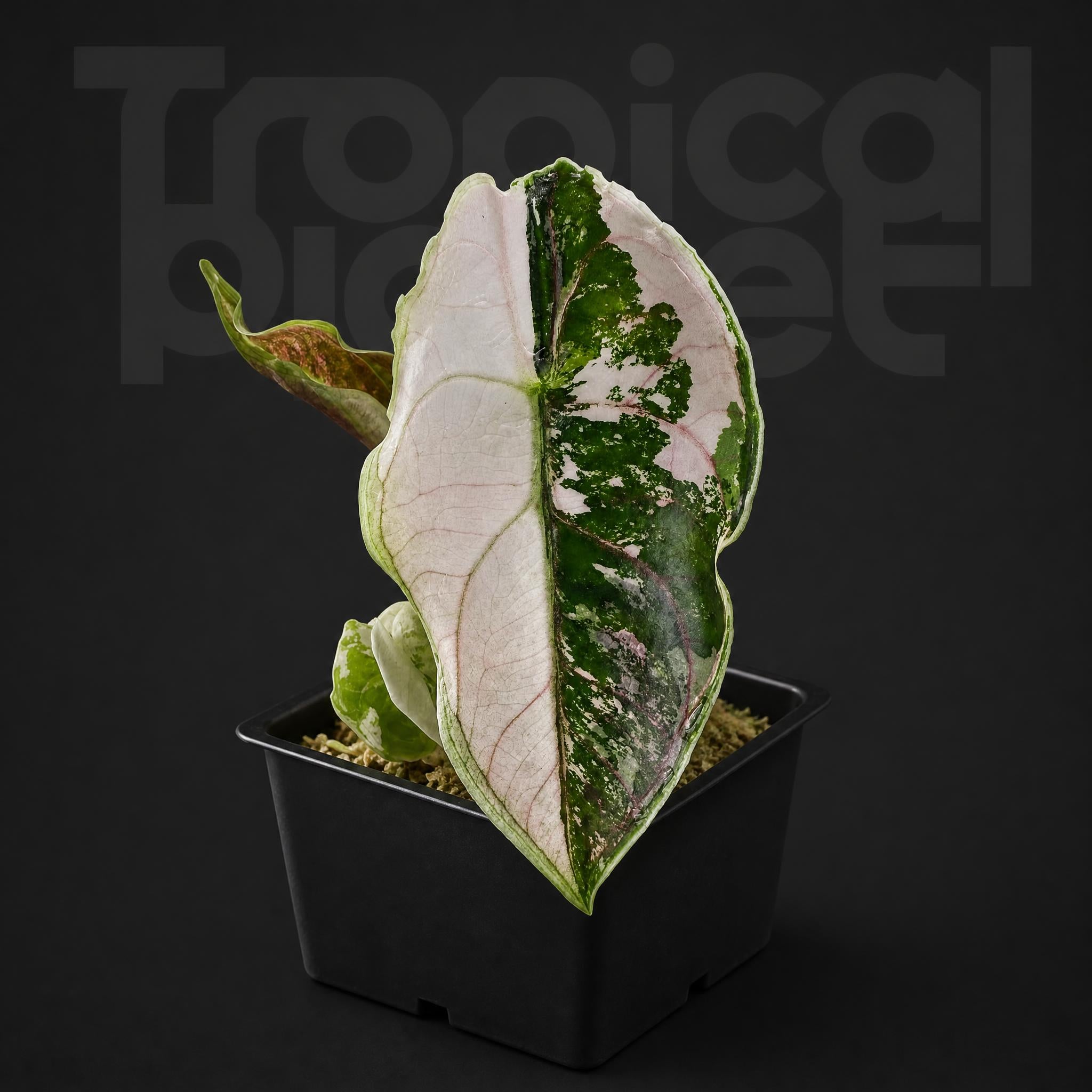 Alocasia Azlanii Albo Variegated