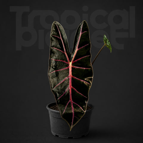 Alocasia 'Black Satun'