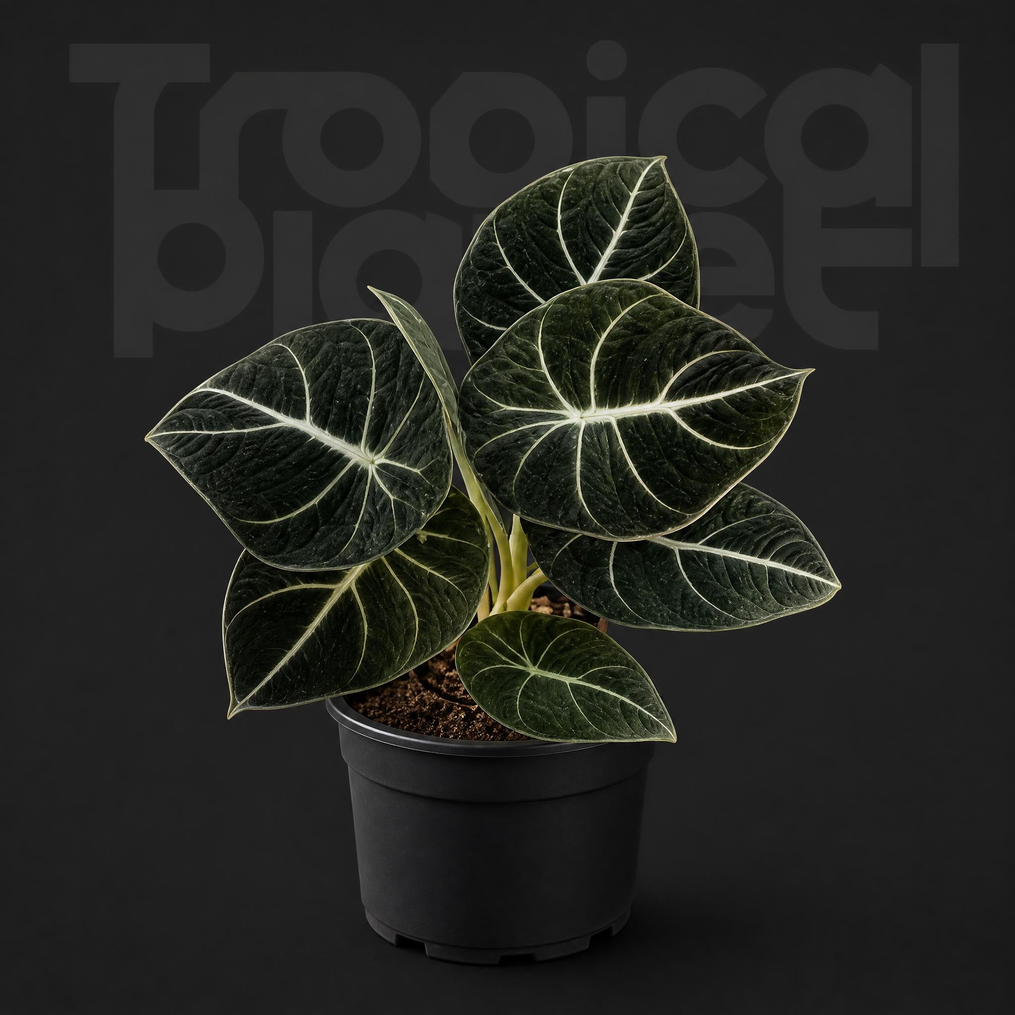 Alocasia Black Velvet