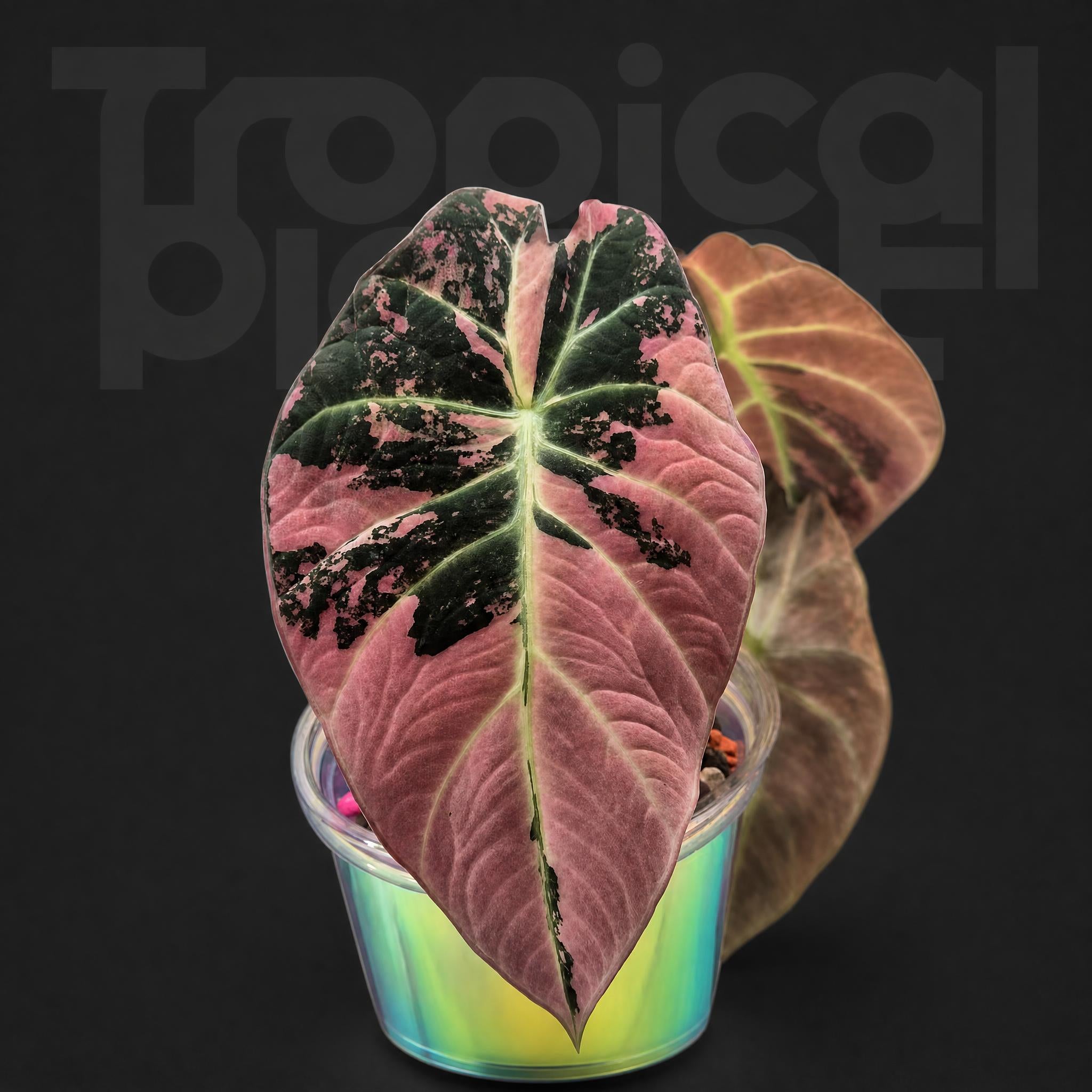 Alocasia Black Velvet pink varigated