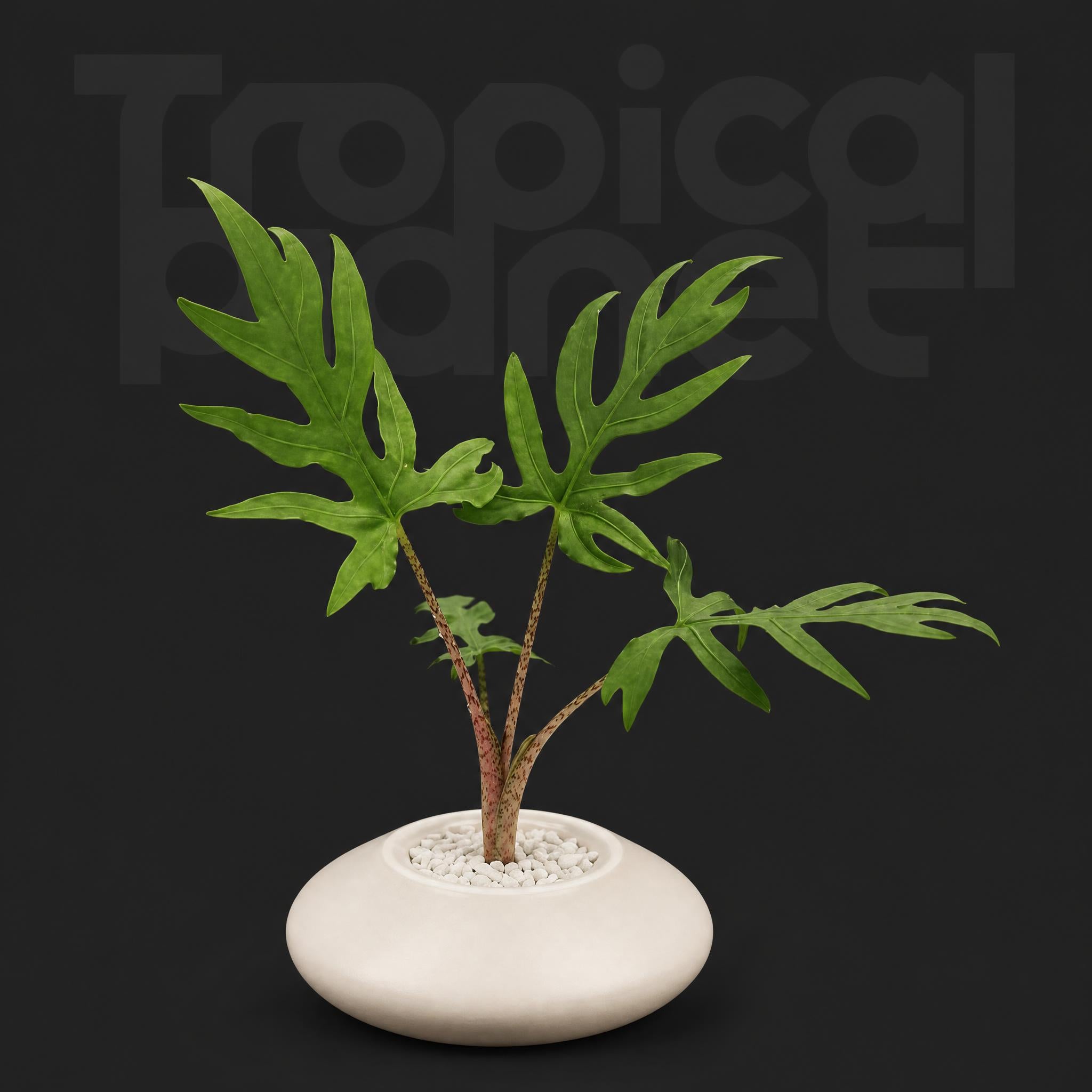 / Alocasia brancifolia