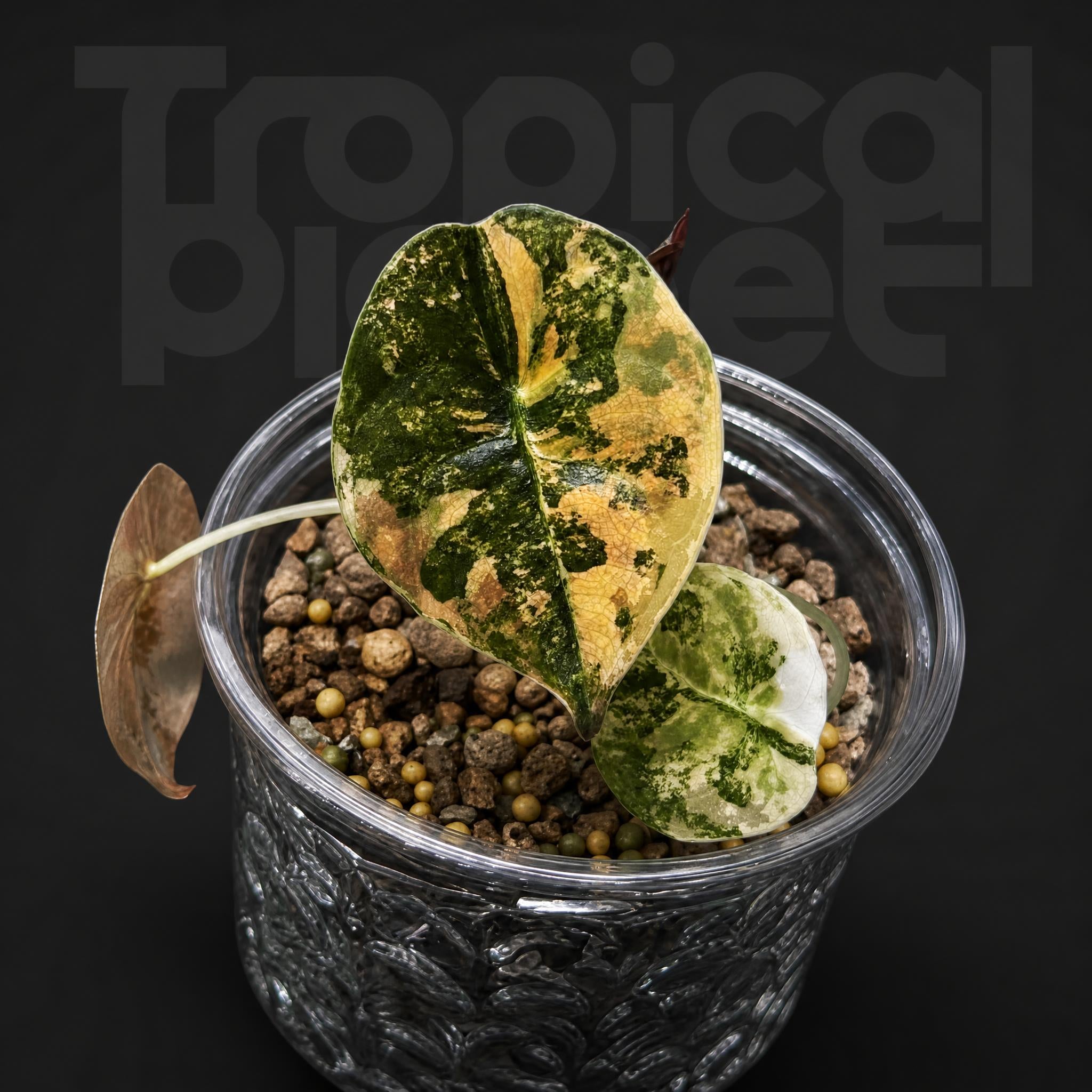 Alocasia Cuprea Aurea Variegated Latte