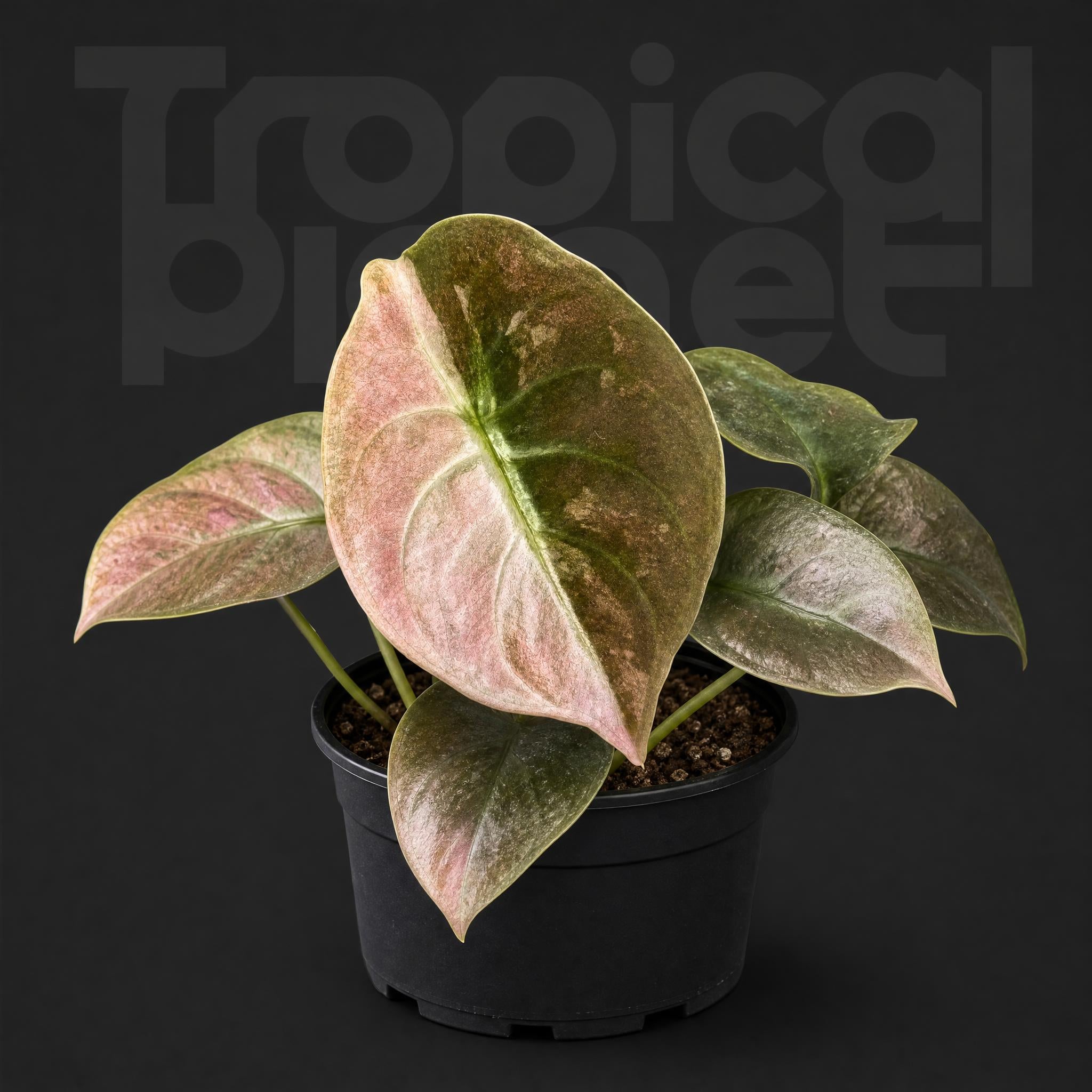 Alocasia Cuprea Red Secret Mint Variegated