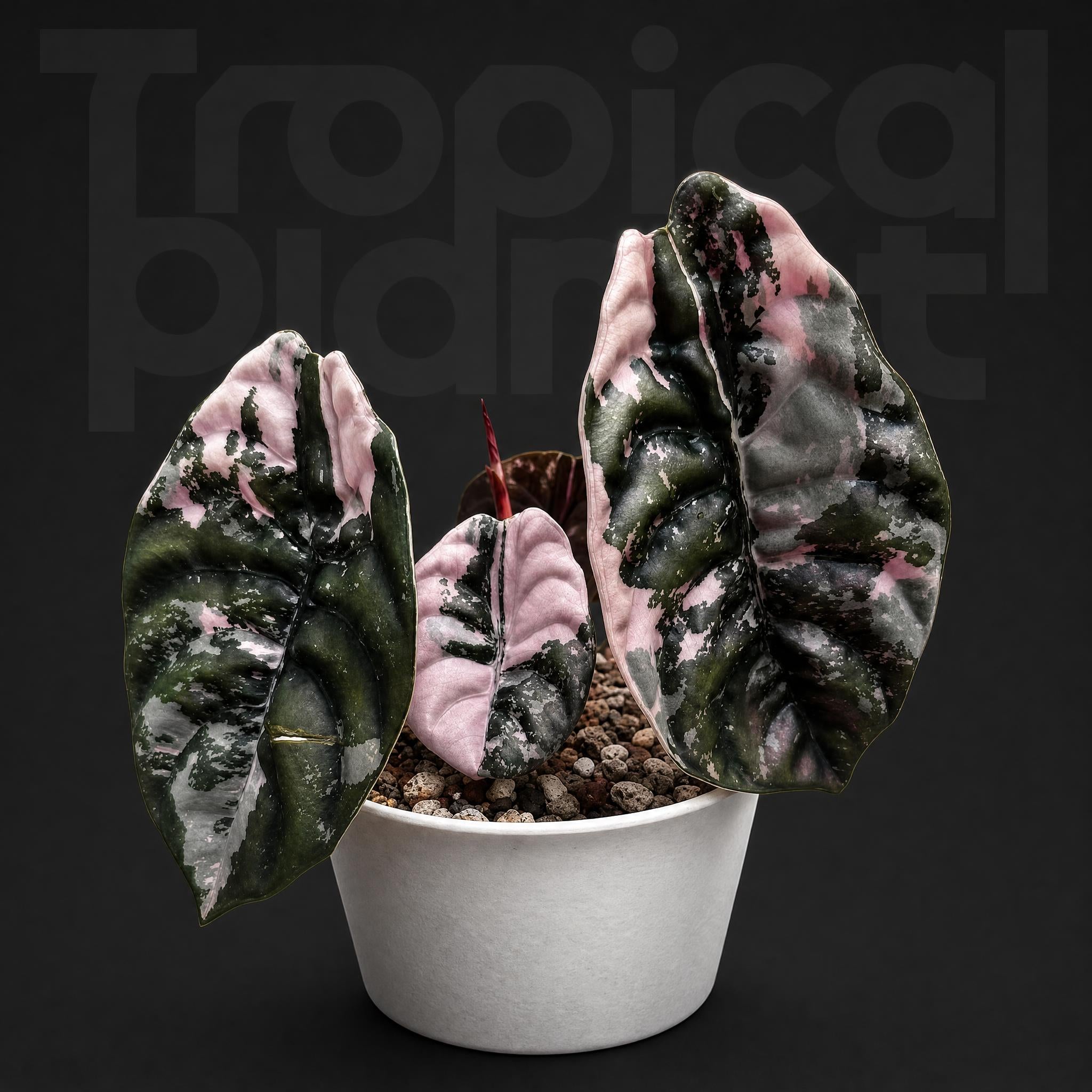 Alocasia Cuprea Red Secret Variegated Super Pink