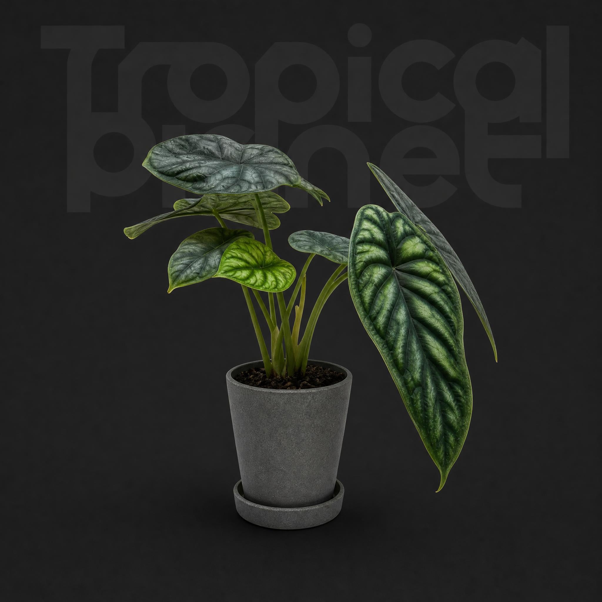 Alocasia Dragon Scale