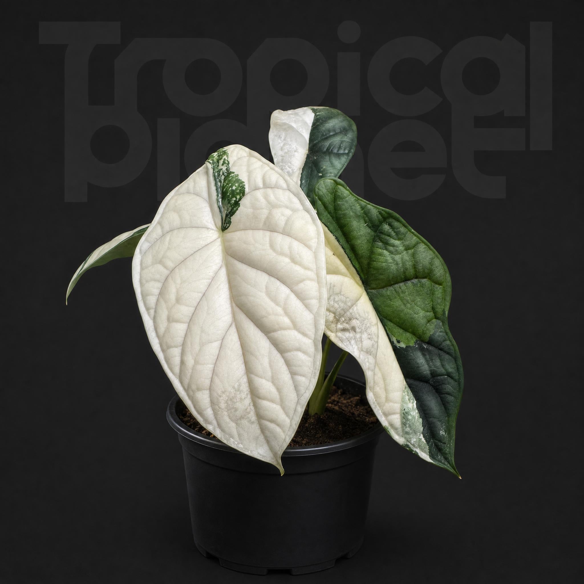Alocasia Dragon Scale Acale Albo varigated'