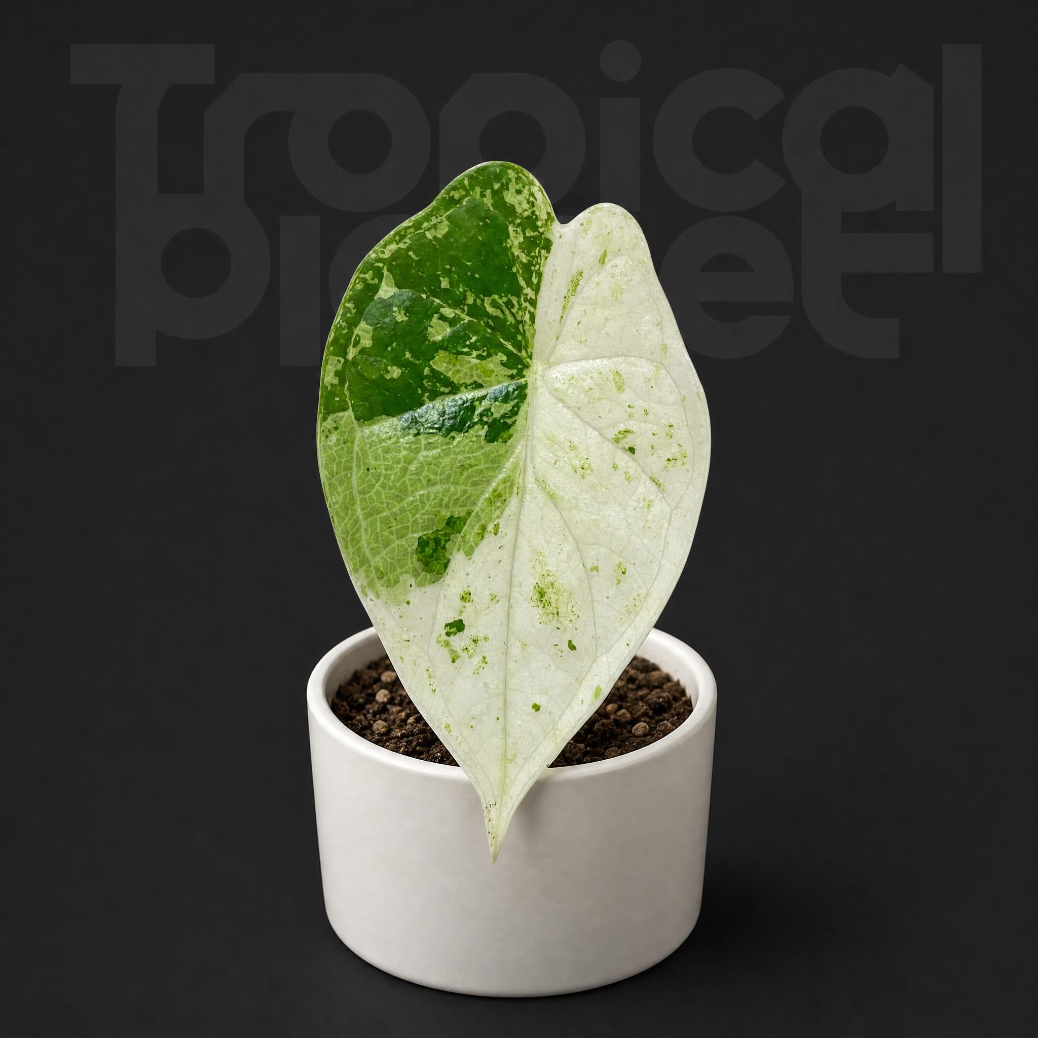 Alocasia Dragon Scale mint varigated'