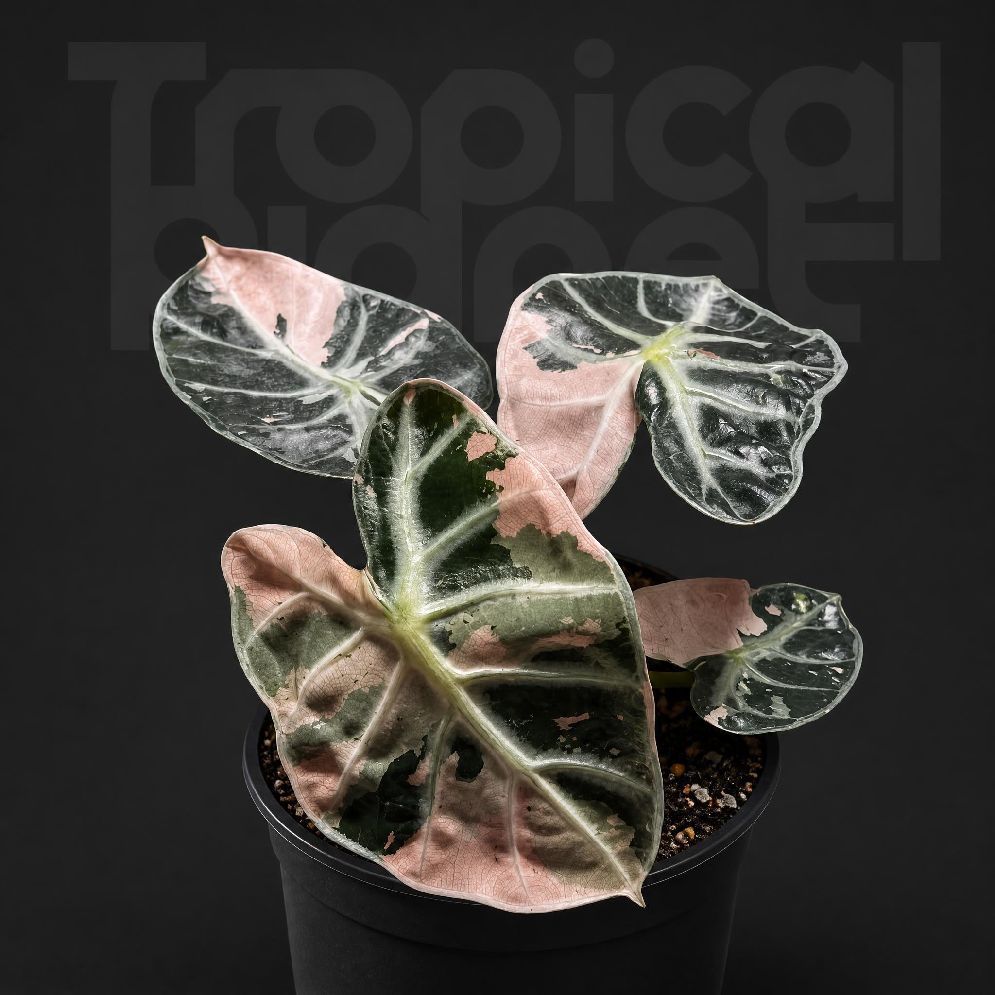 Alocasia Heart Balloon Pink Variegated