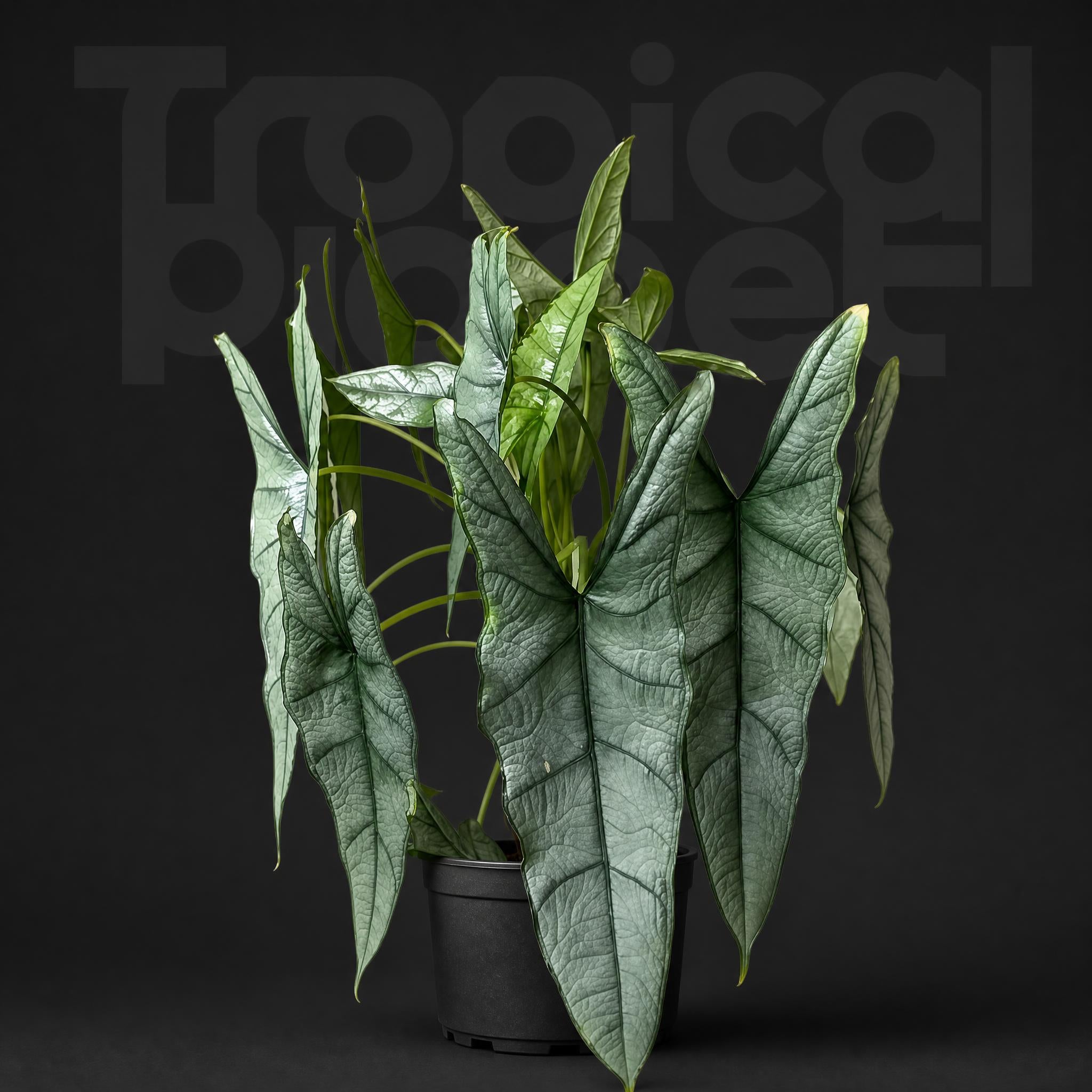 / Alocasia heterophylla metallic blue