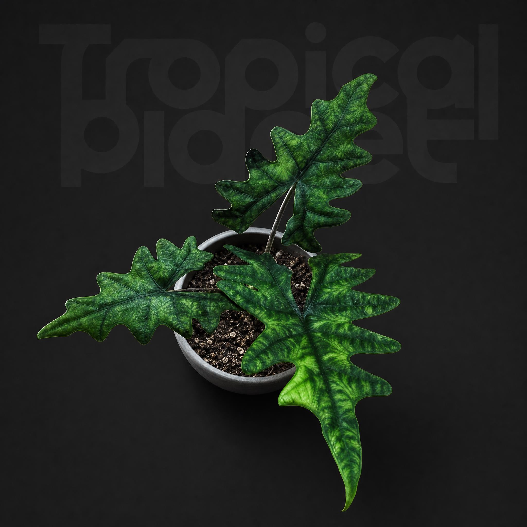 Alocasia Jacklyn