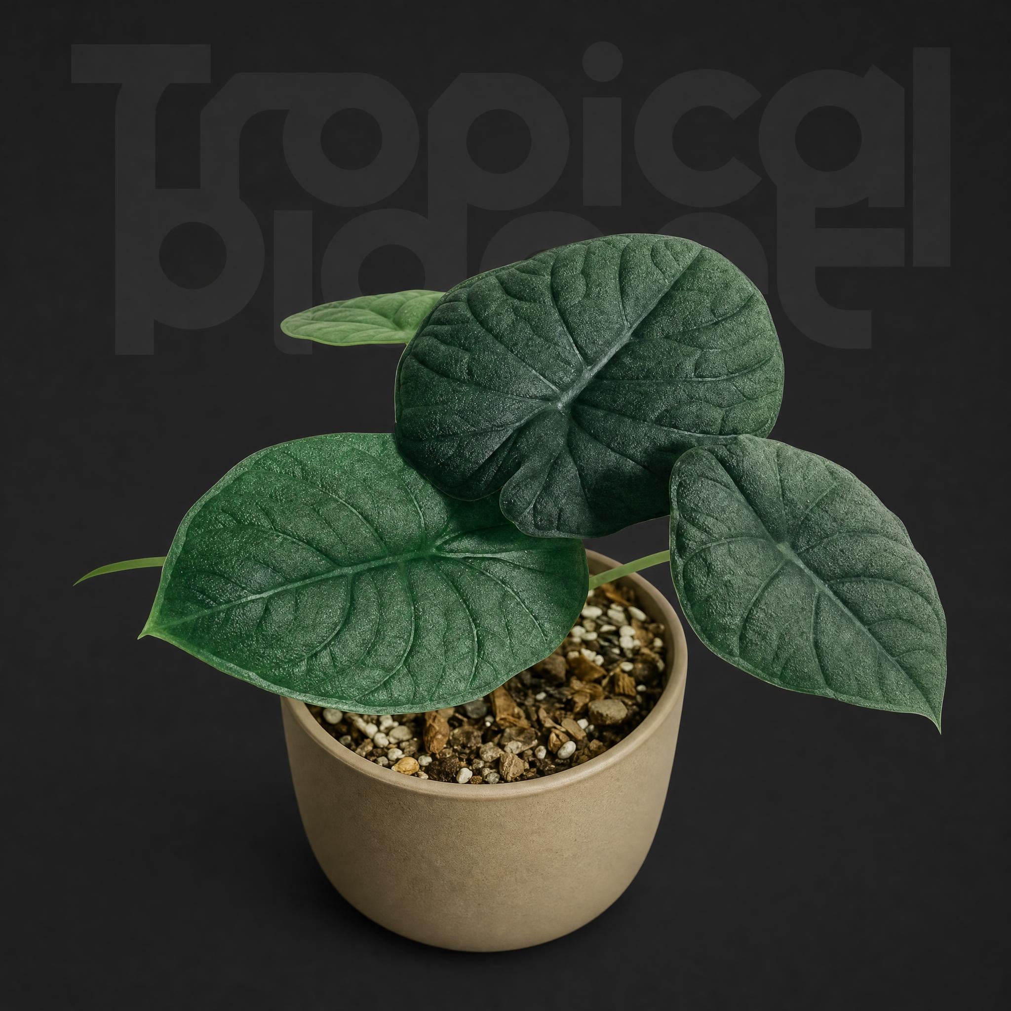 Alocasia melo
