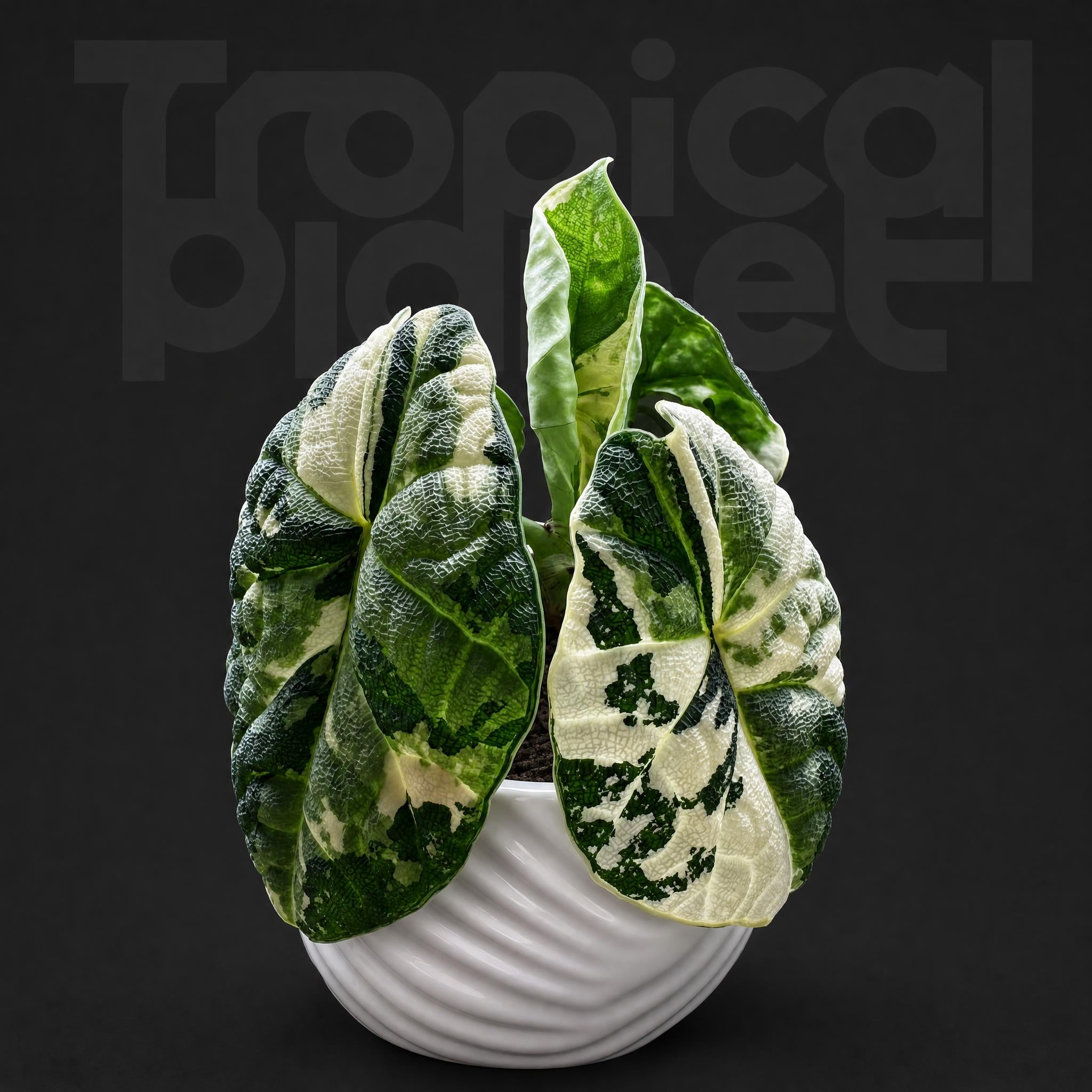 Alocasia Melo Albo Variegated