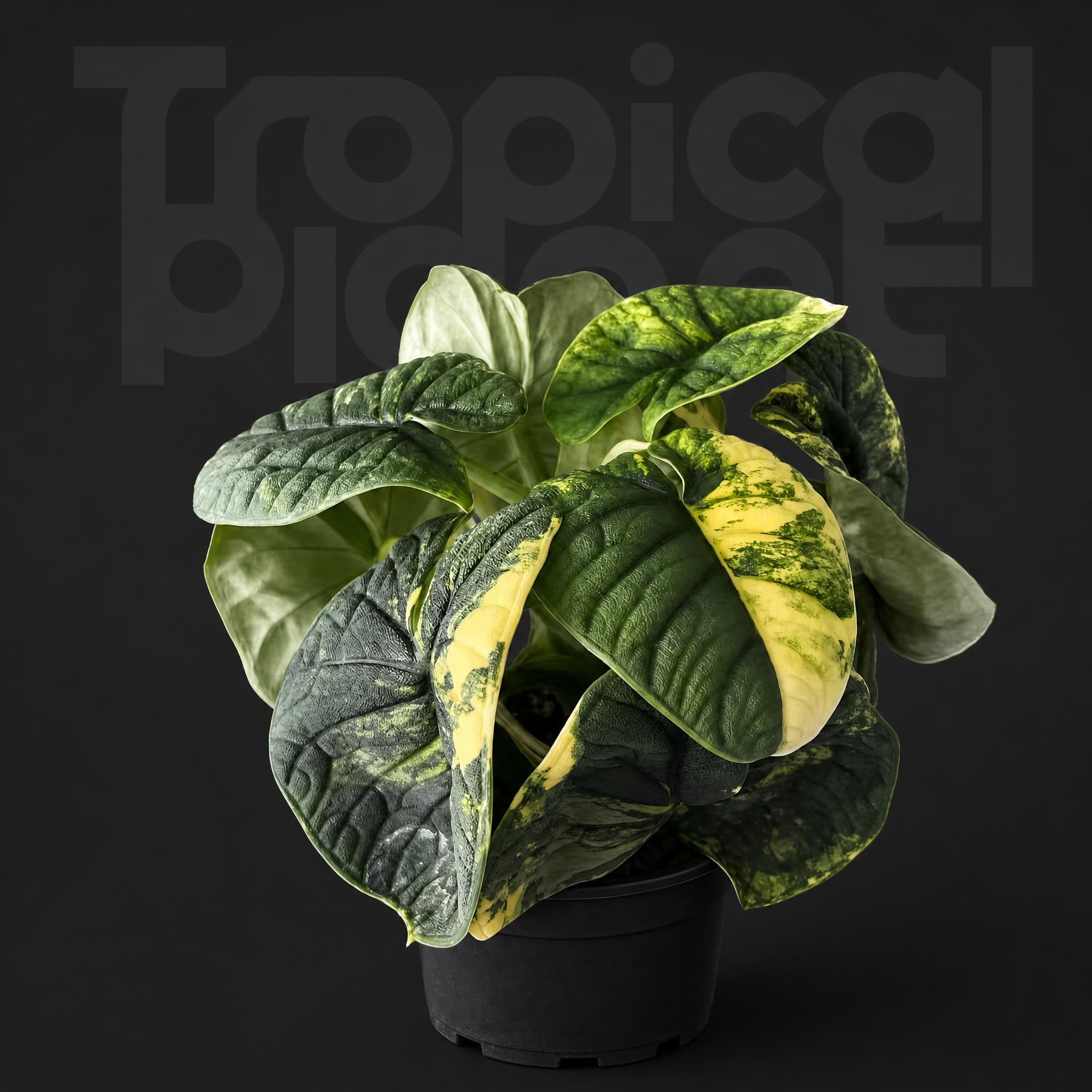 Alocasia Melo Aurea Variegated