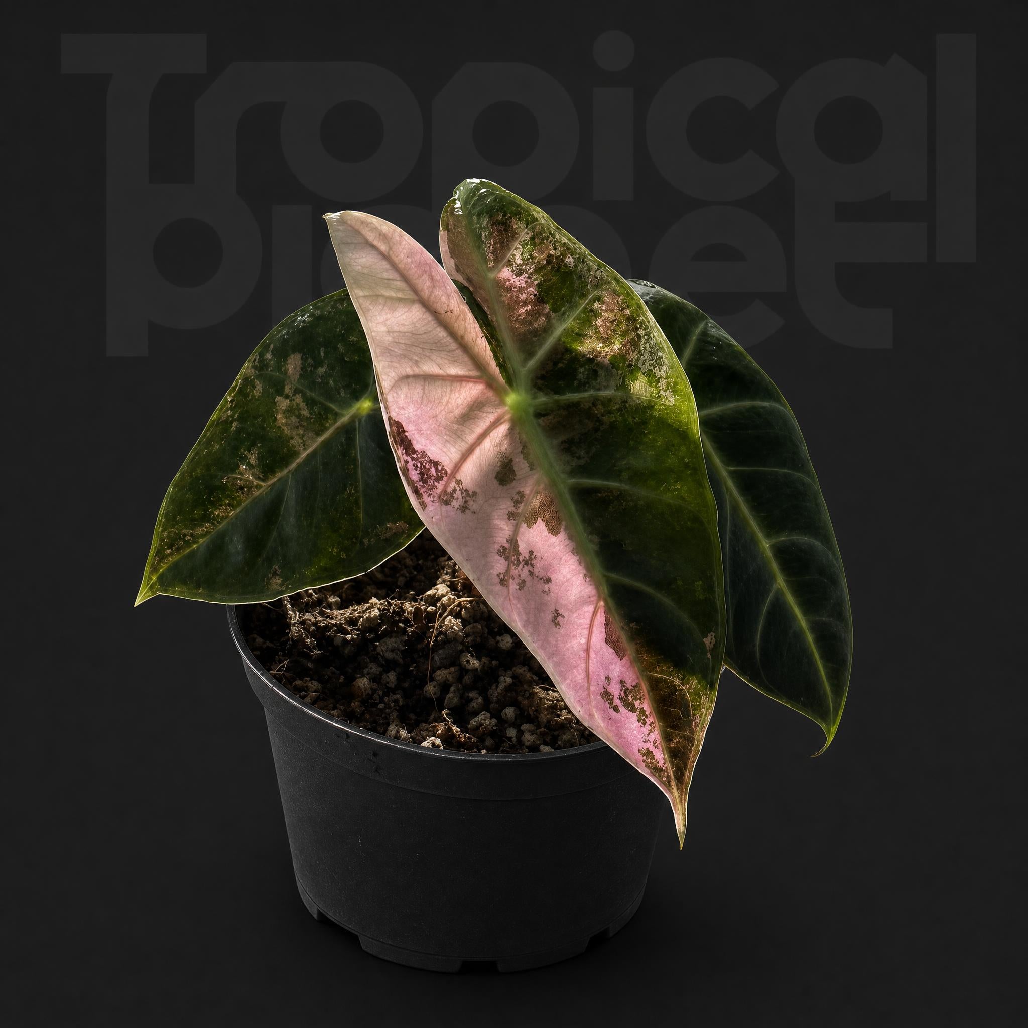Alocasia Nairobi Nights Variegated