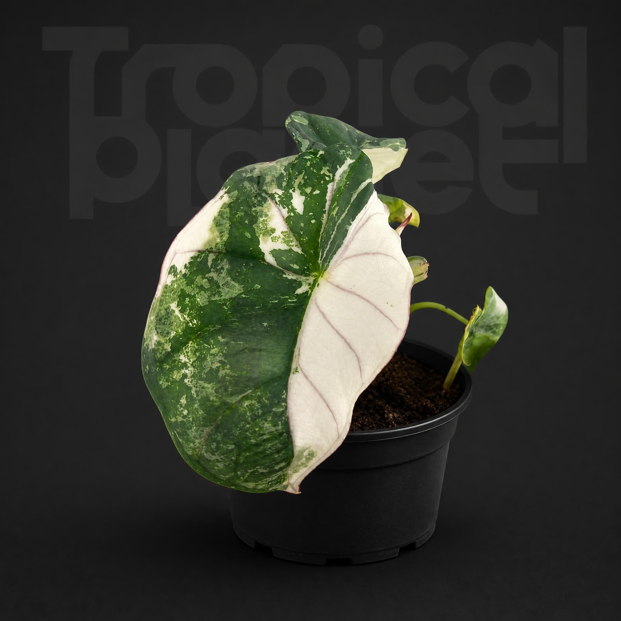 Alocasia Nebula albo Variegated