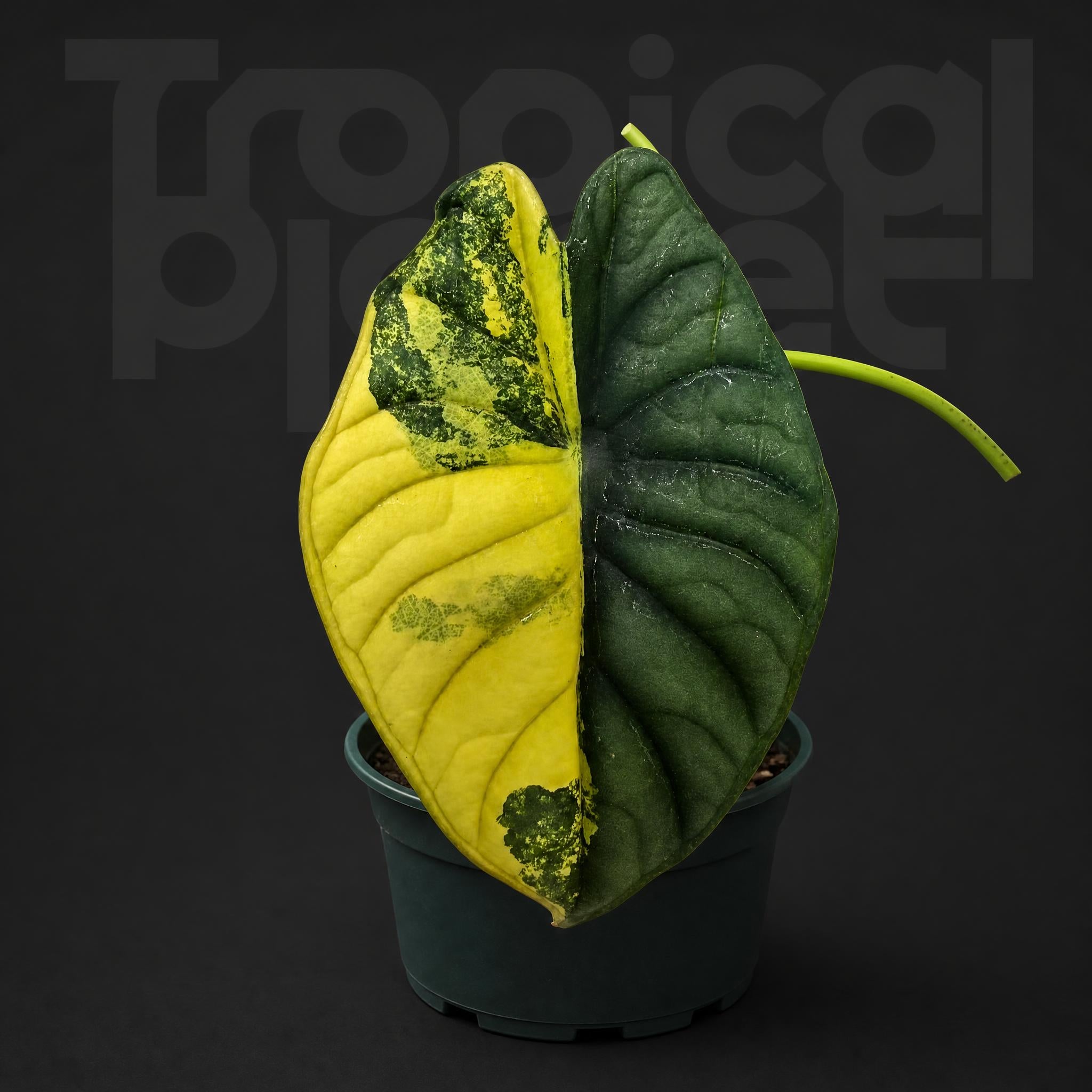 Alocasia Nebula Aurea Variegated