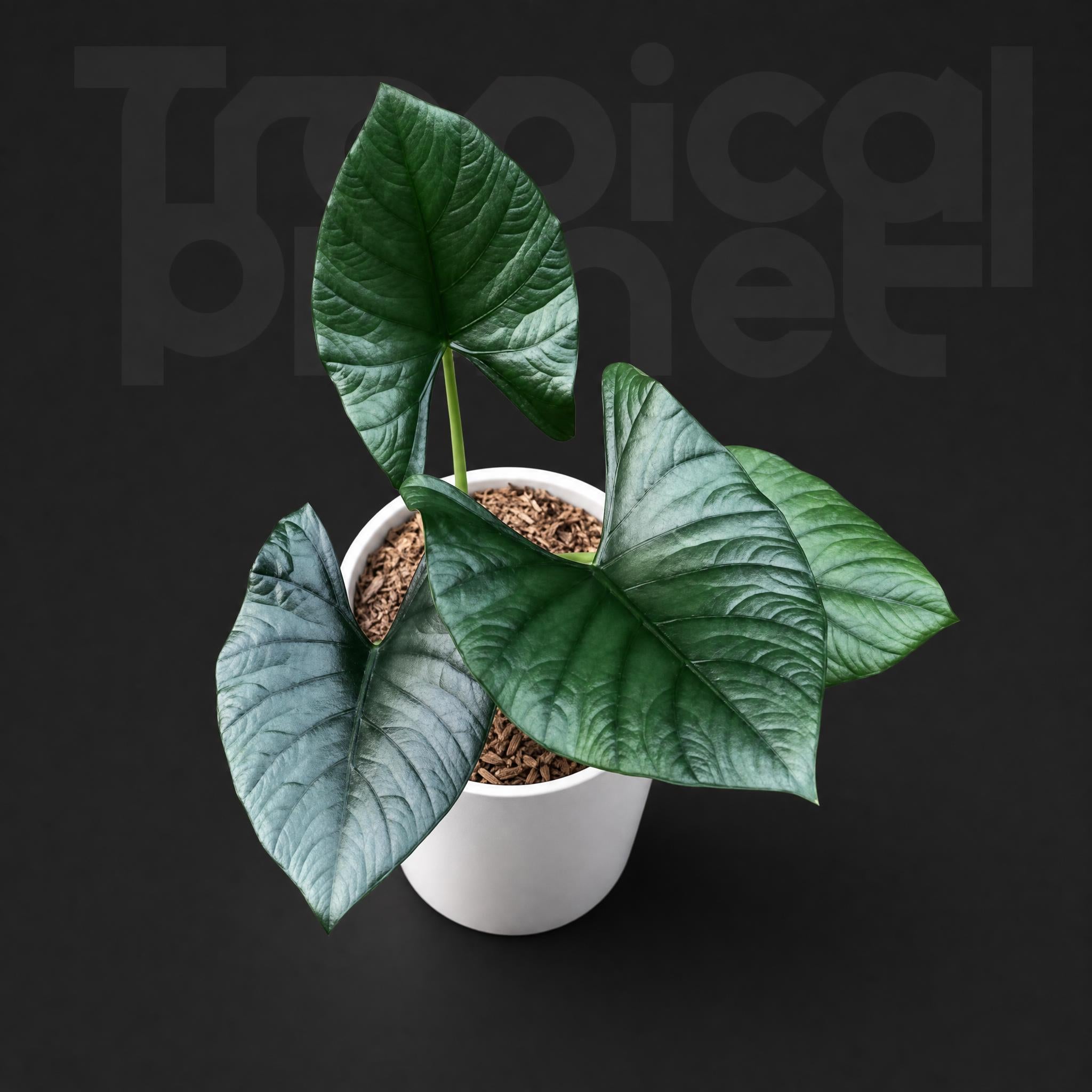 / Alocasia nebula elaine