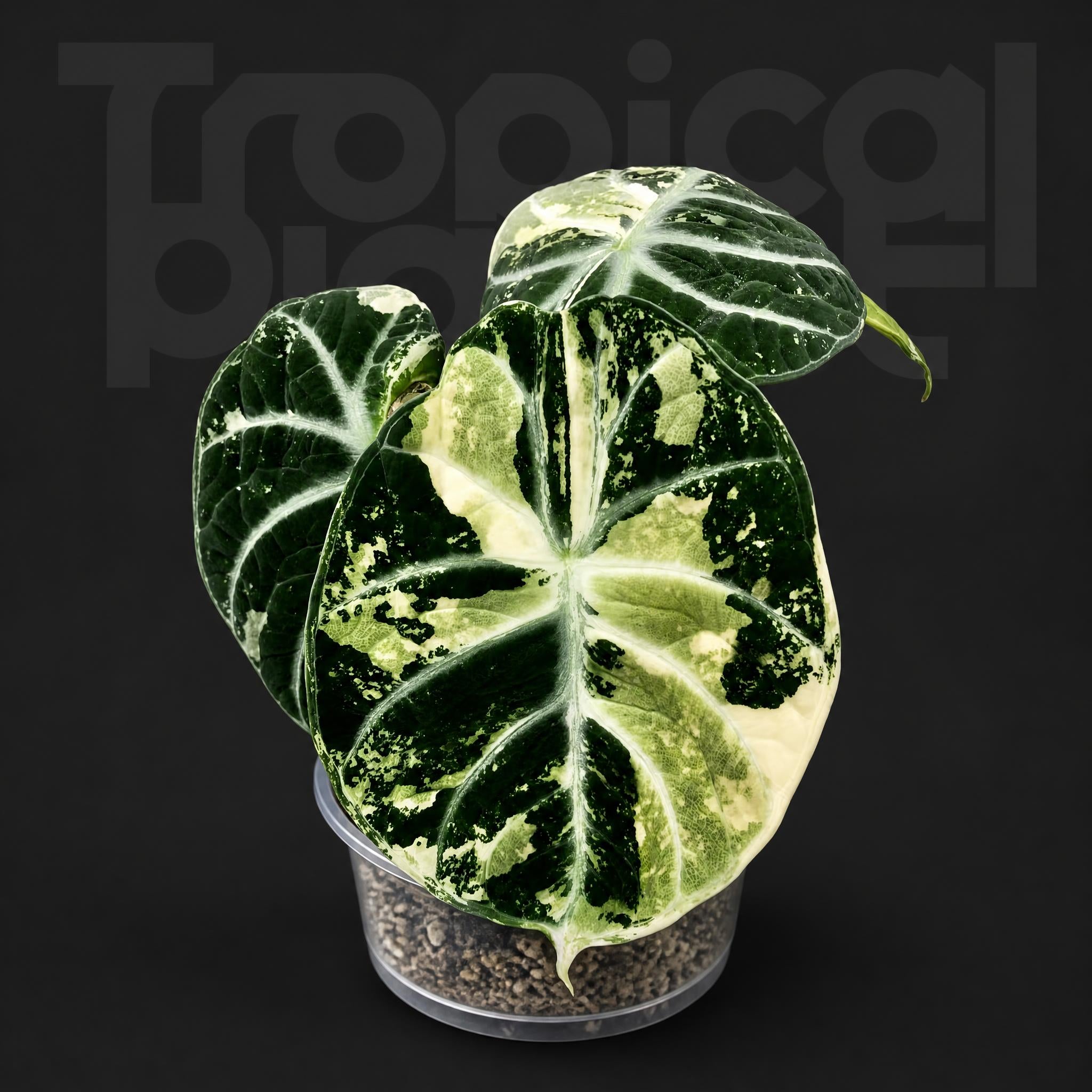 Alocasia Ninja Albo Variegated