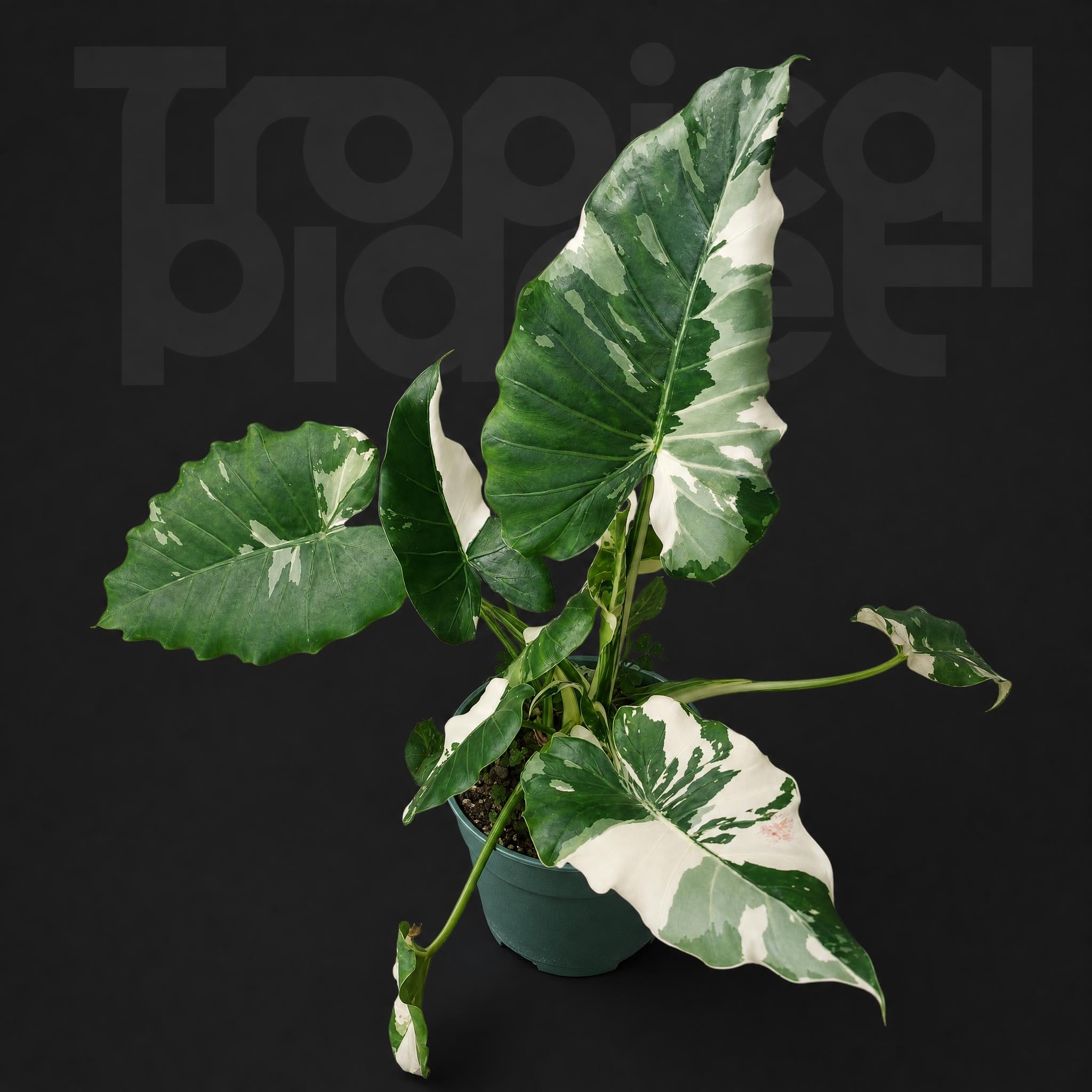 Alocasia Okinawa silver Variegated