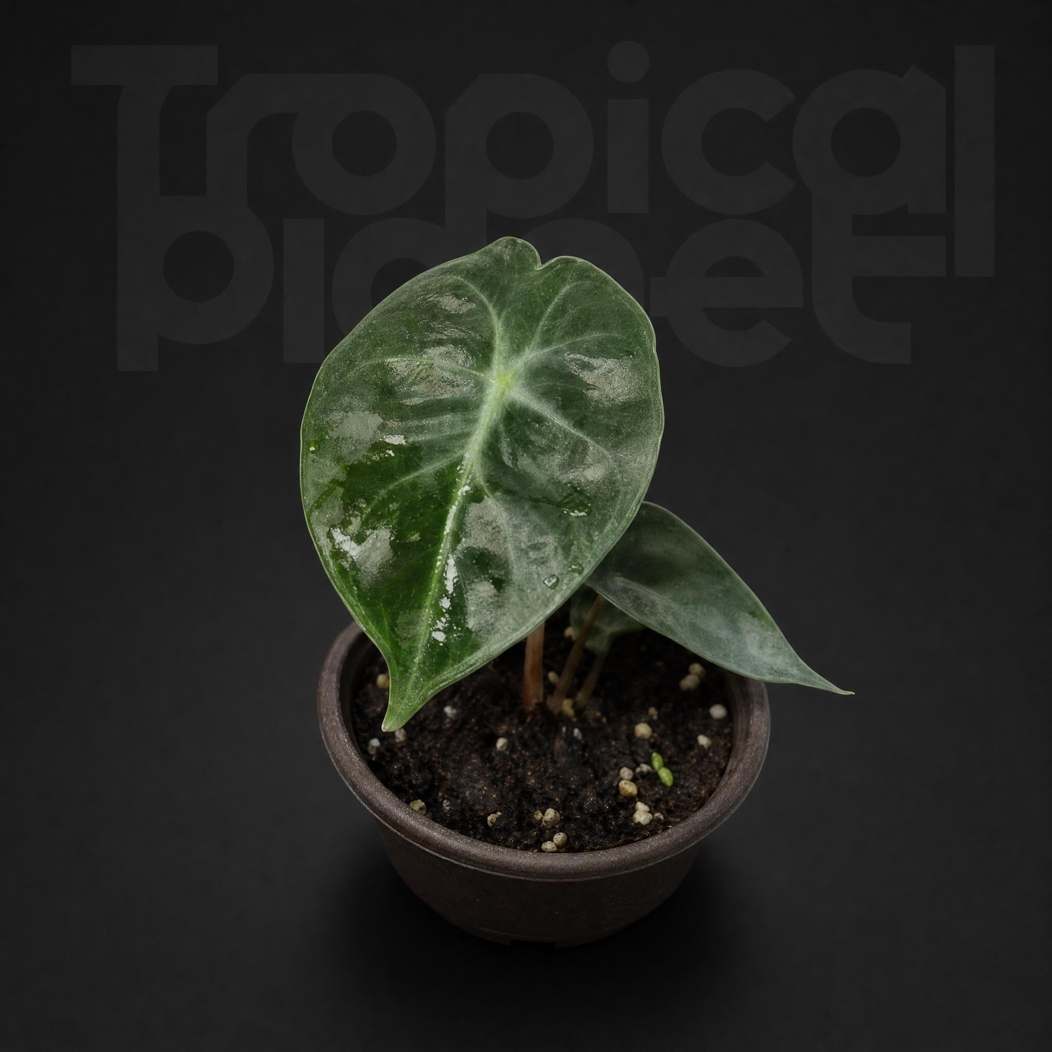 Alocasia Pink Dragon