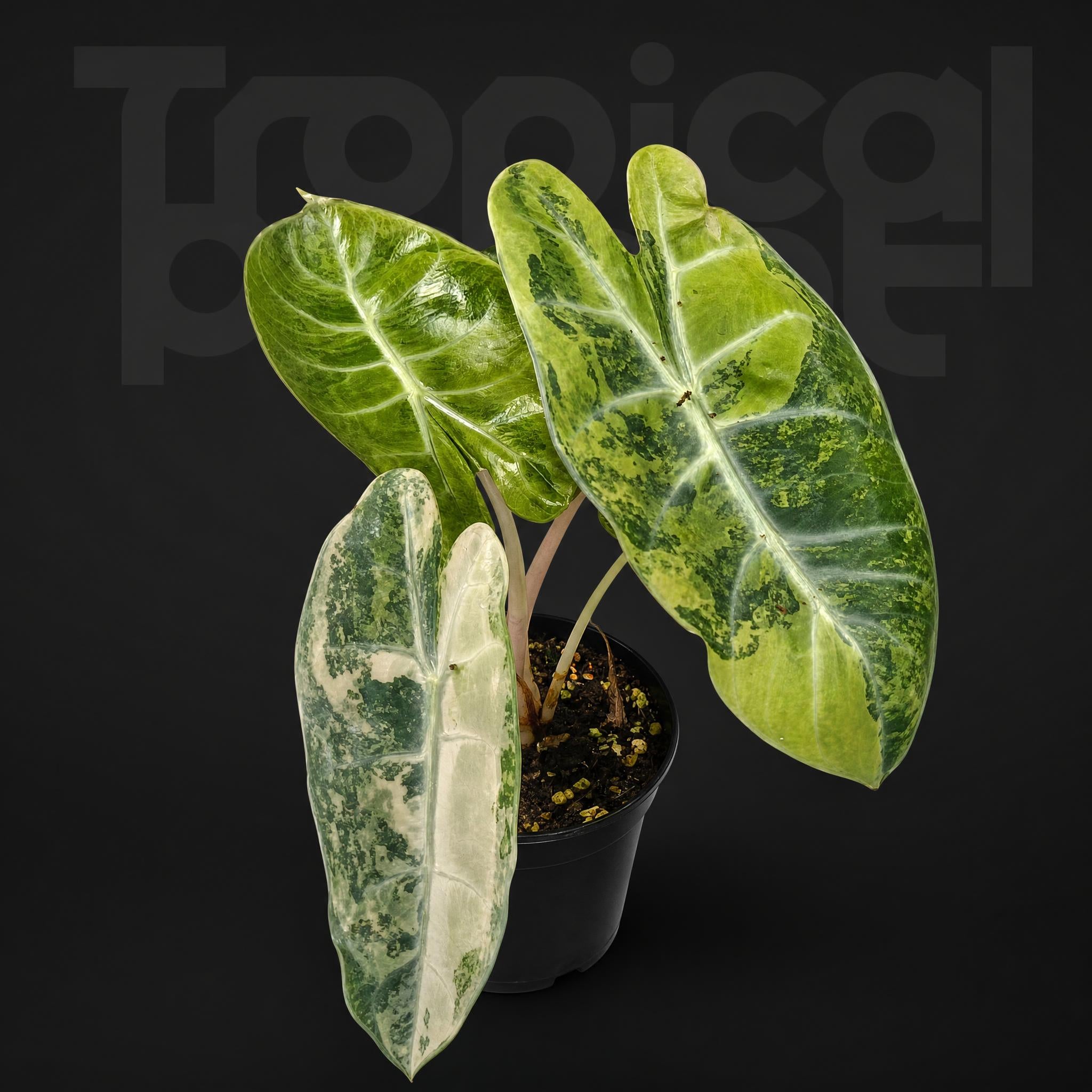 Alocasia Pink Dragon Aurea varigated