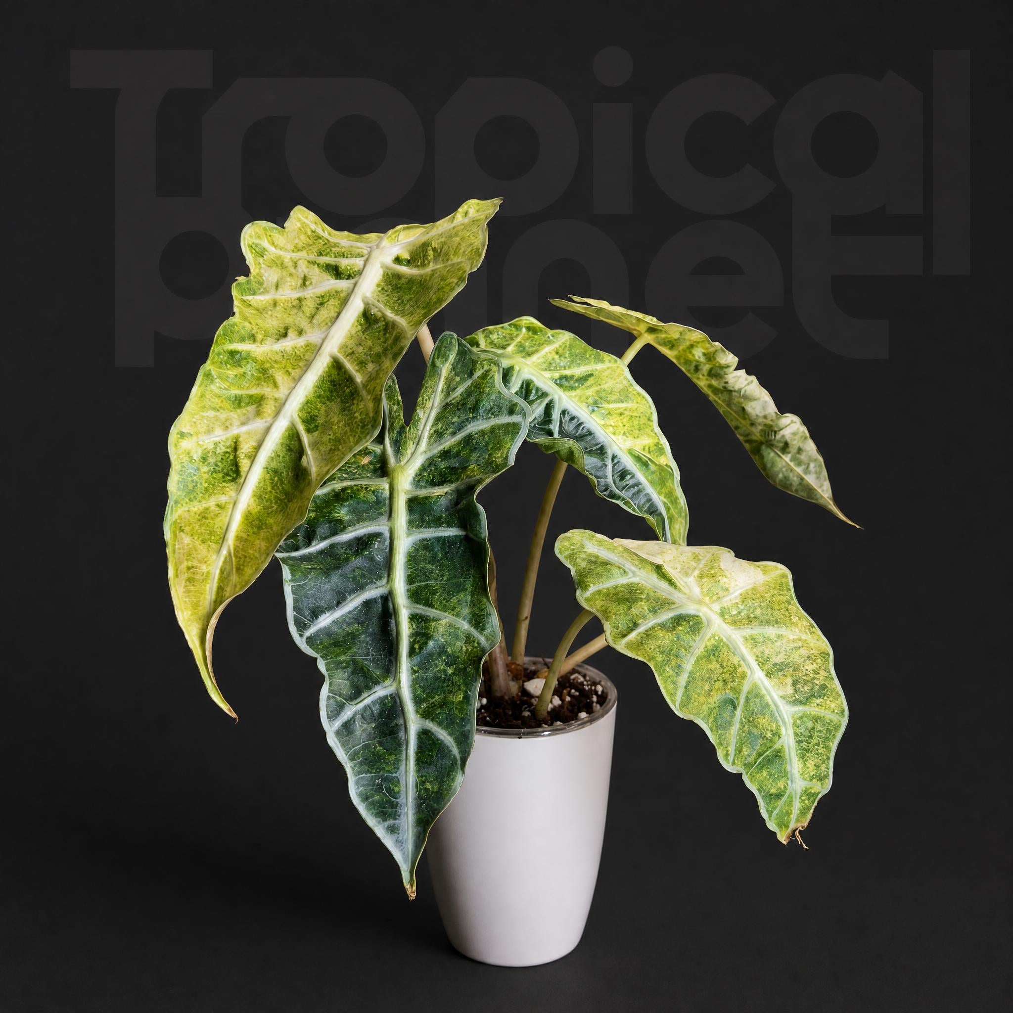 Alocasia Polly Aurea Variegated